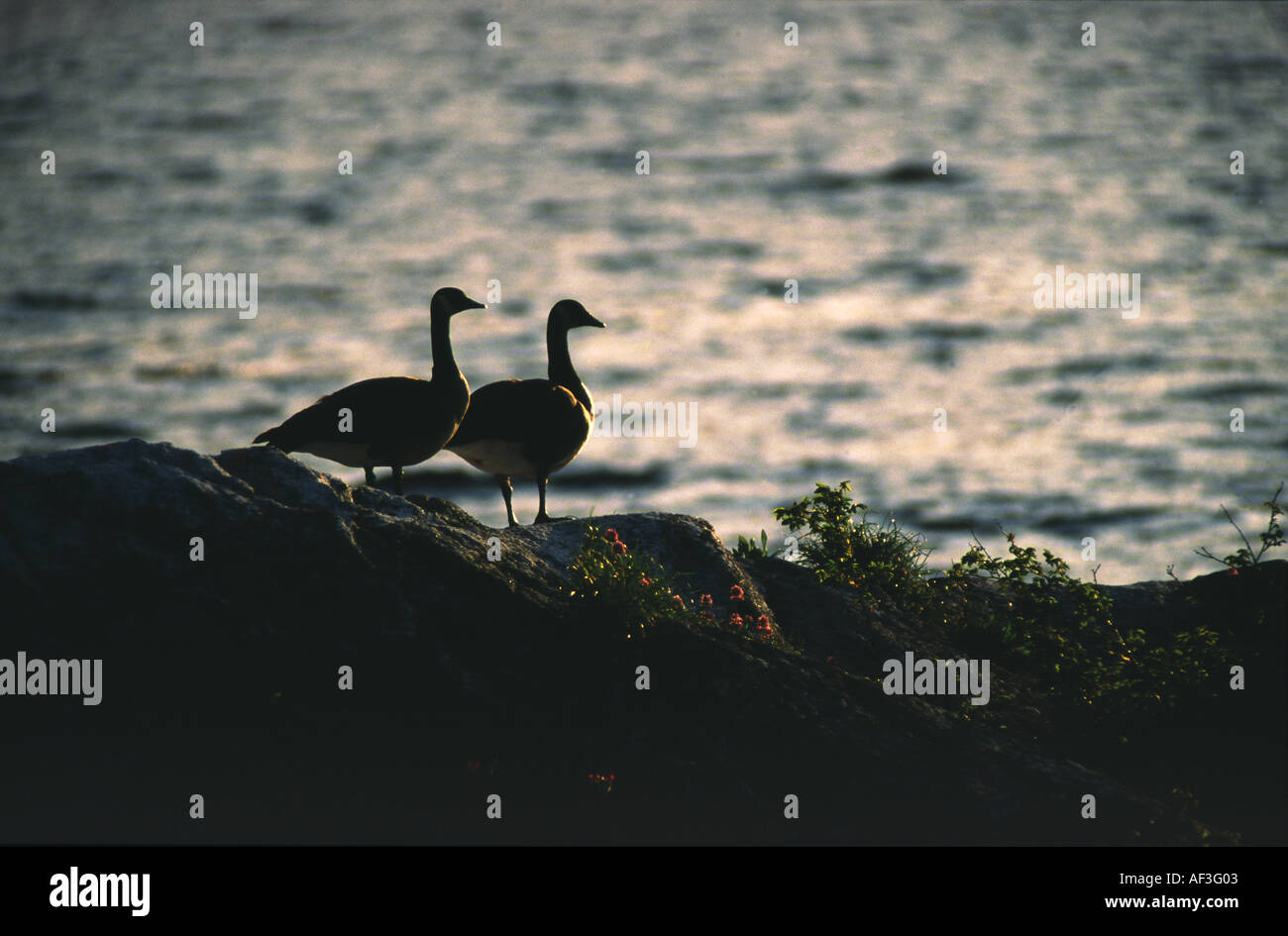 Kanadische Gänse auf Felsen bei Sonnenaufgang mit Wasser hinter Stockfoto