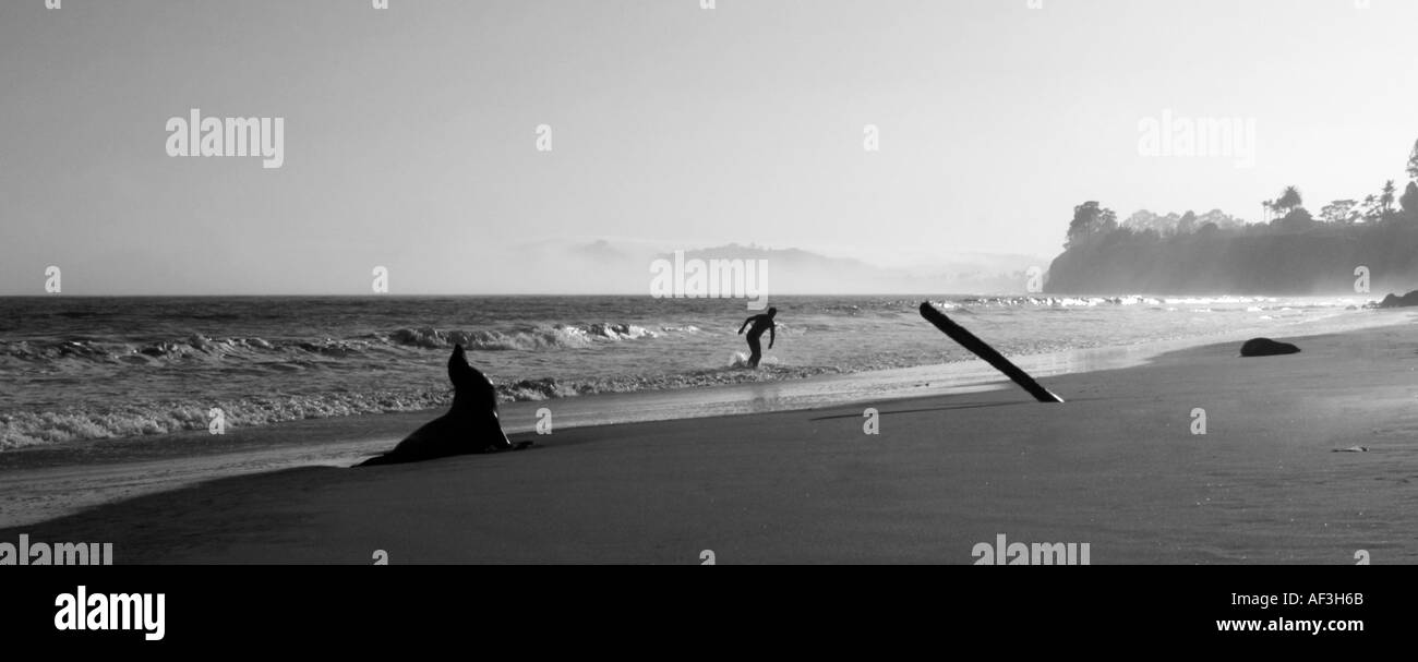 Seelöwen am Strand von Butterfly vergiftet durch demoic Säure, Santa Barbara, Kalifornien, USA. © Craig M. Eisenberg Stockfoto