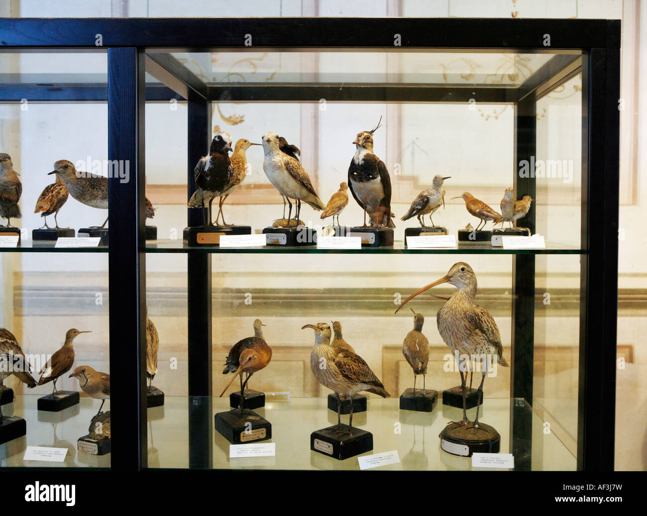 Museo Ornithologico, Ornithologie Museum San Gimignano, Toskana, Italien. Stockfoto