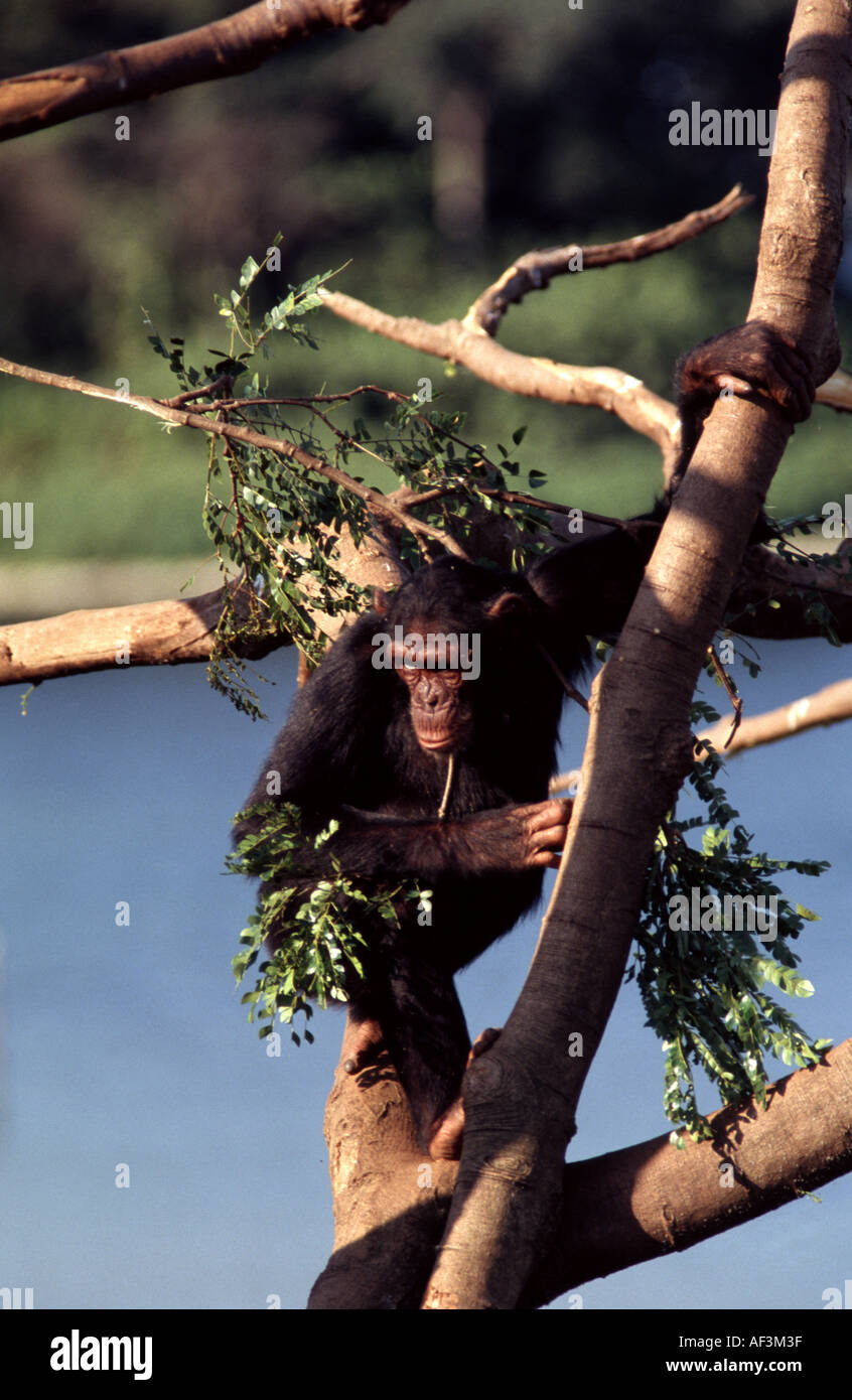 Den Schimpansen, Pan troglodytes Stockfoto