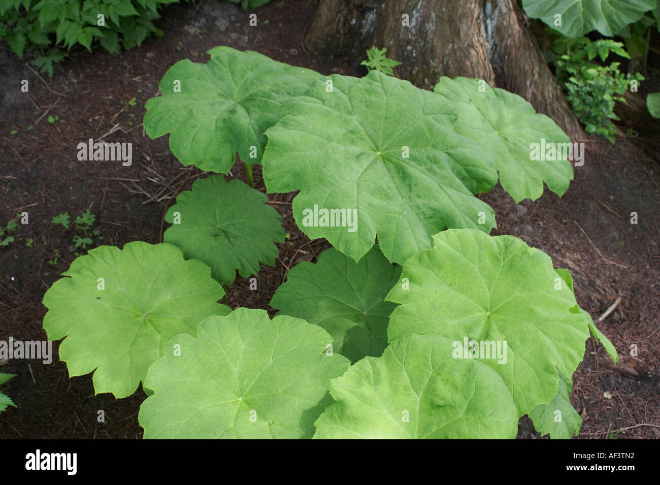 Saxifragaceae. Astilboides Tabularis. Stockfoto
