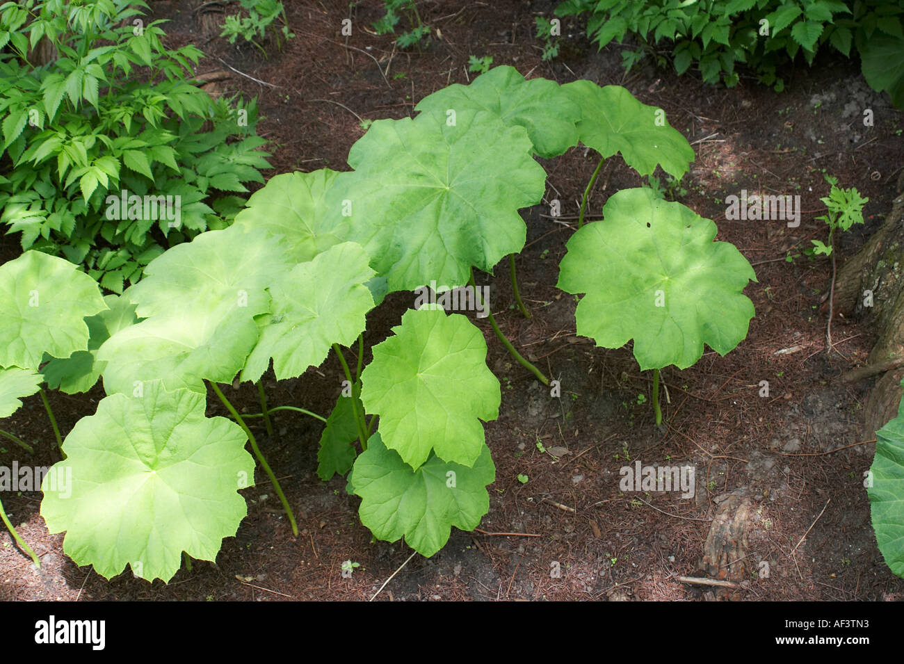 Saxifragaceae. Astilboides Tabularis. Stockfoto