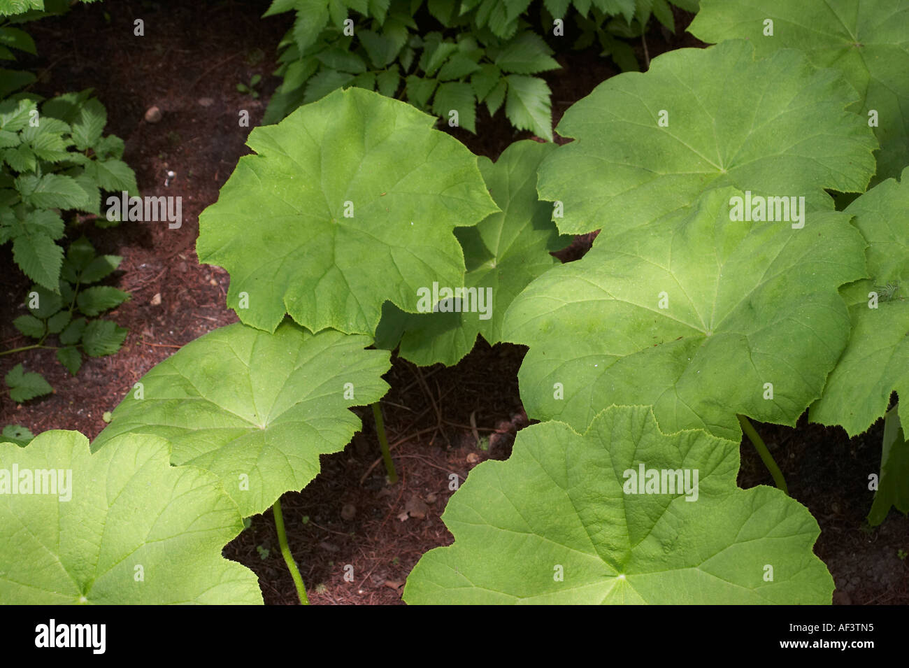 Saxifragaceae. Astilboides Tabularis. Stockfoto