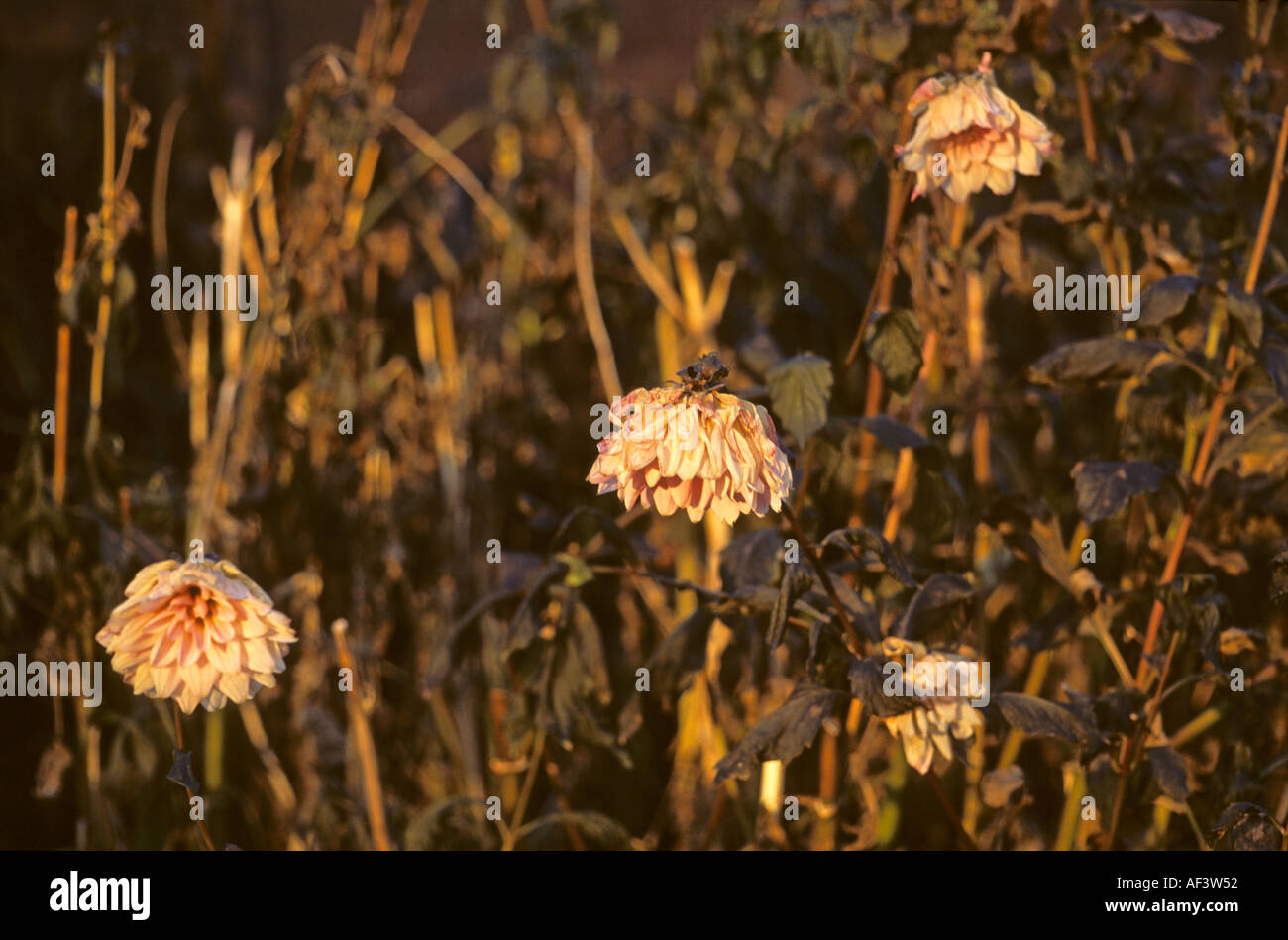 Dahlien angegriffen durch frost Stockfoto