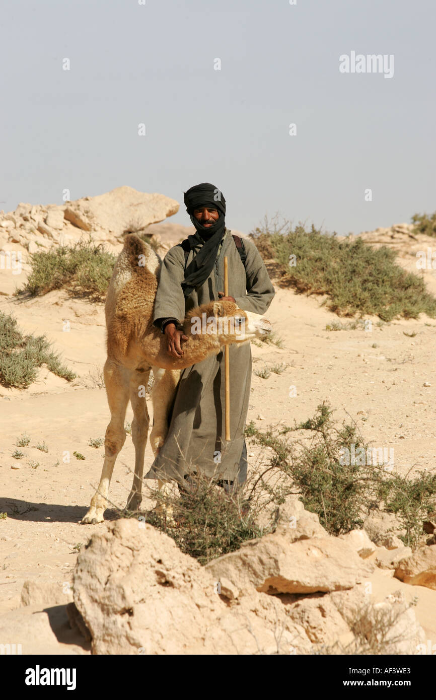 ein Mann und eines seiner jungen Kamele in West-Sahara Afrika Marokko Stockfoto