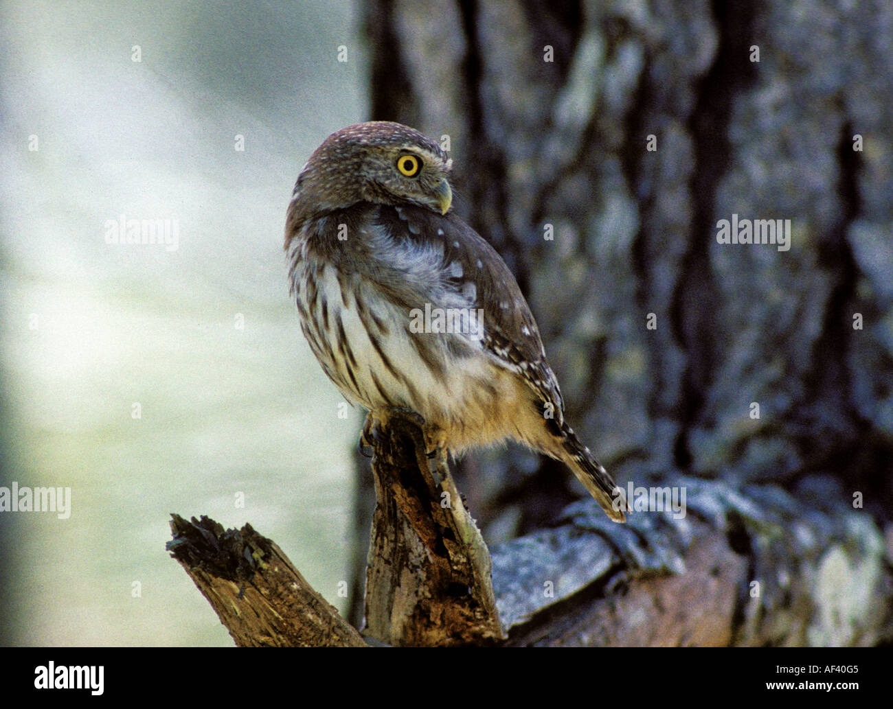Zentralamerikanischen Pygmäen-Eule Stockfoto