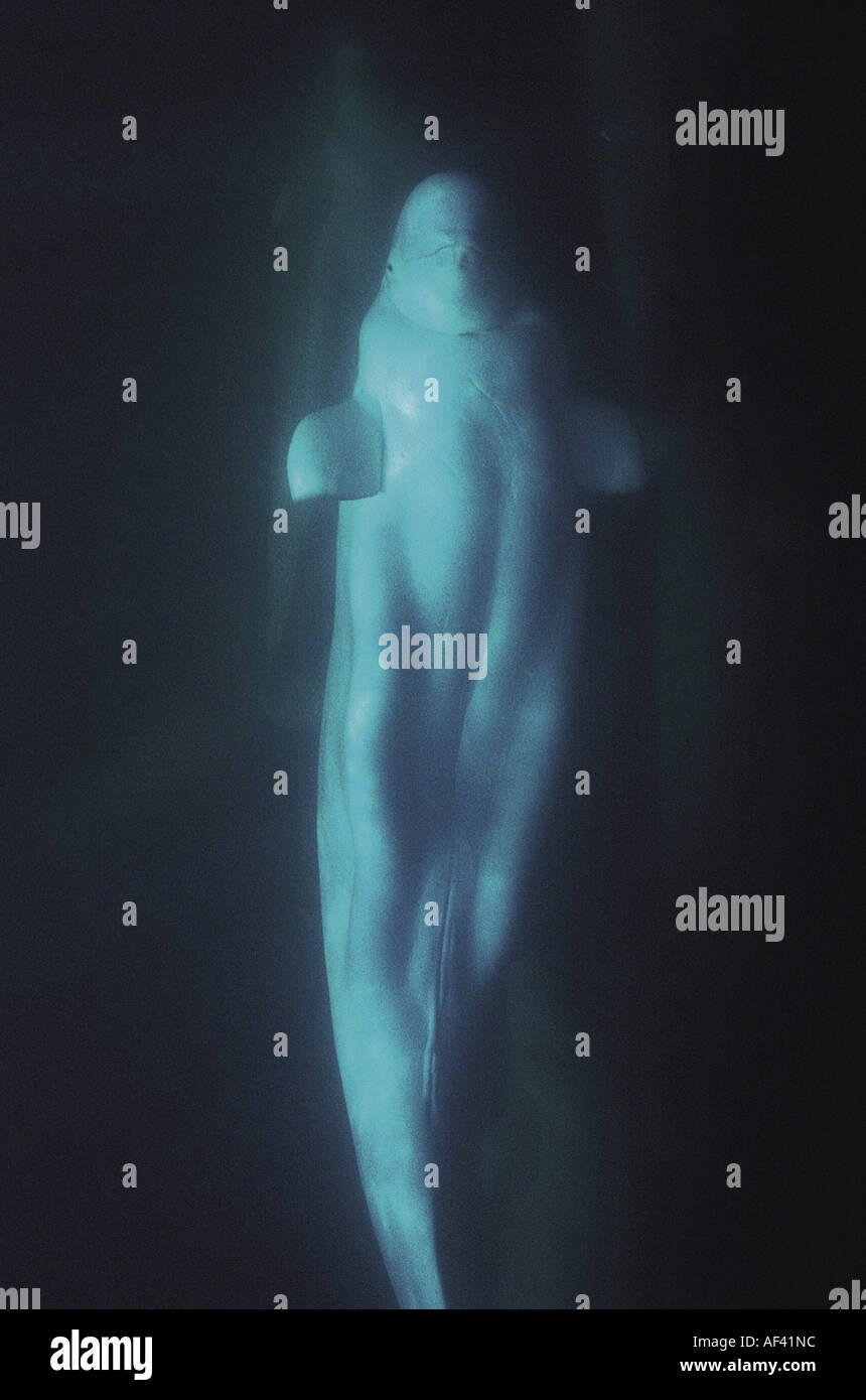 Beluga-Wal oder Meer Kanarische Delphinapterus Leucas Churchill Manitoba und Dichtung Flussgebiet Nordkanada wie andere Zirkumpolare h Stockfoto