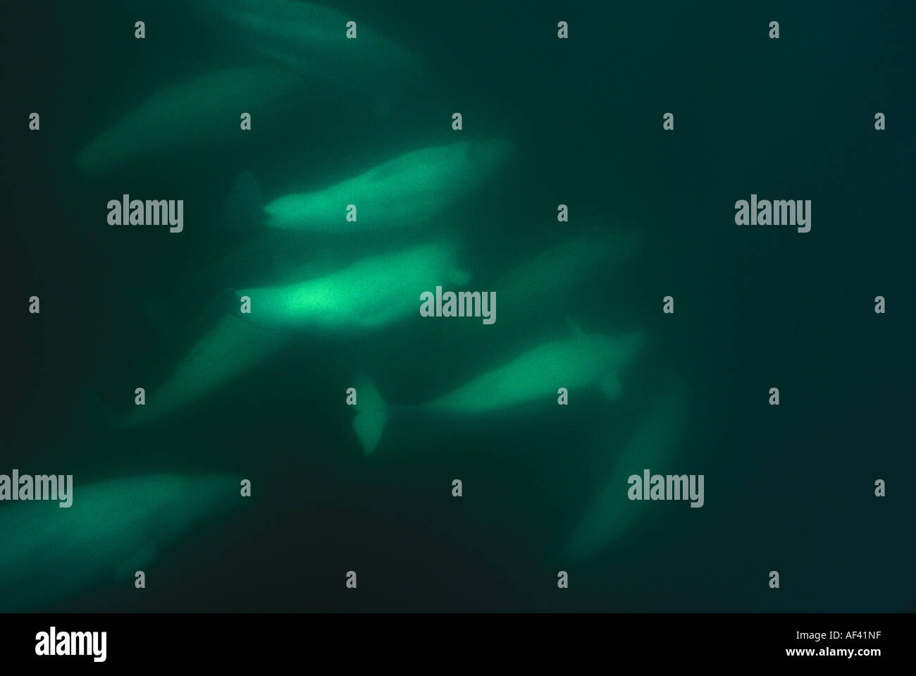 Beluga-Wal oder Meer Kanarische Delphinapterus Leucas Churchill Manitoba und Dichtung Flussgebiet Nordkanada wie andere Zirkumpolare h Stockfoto