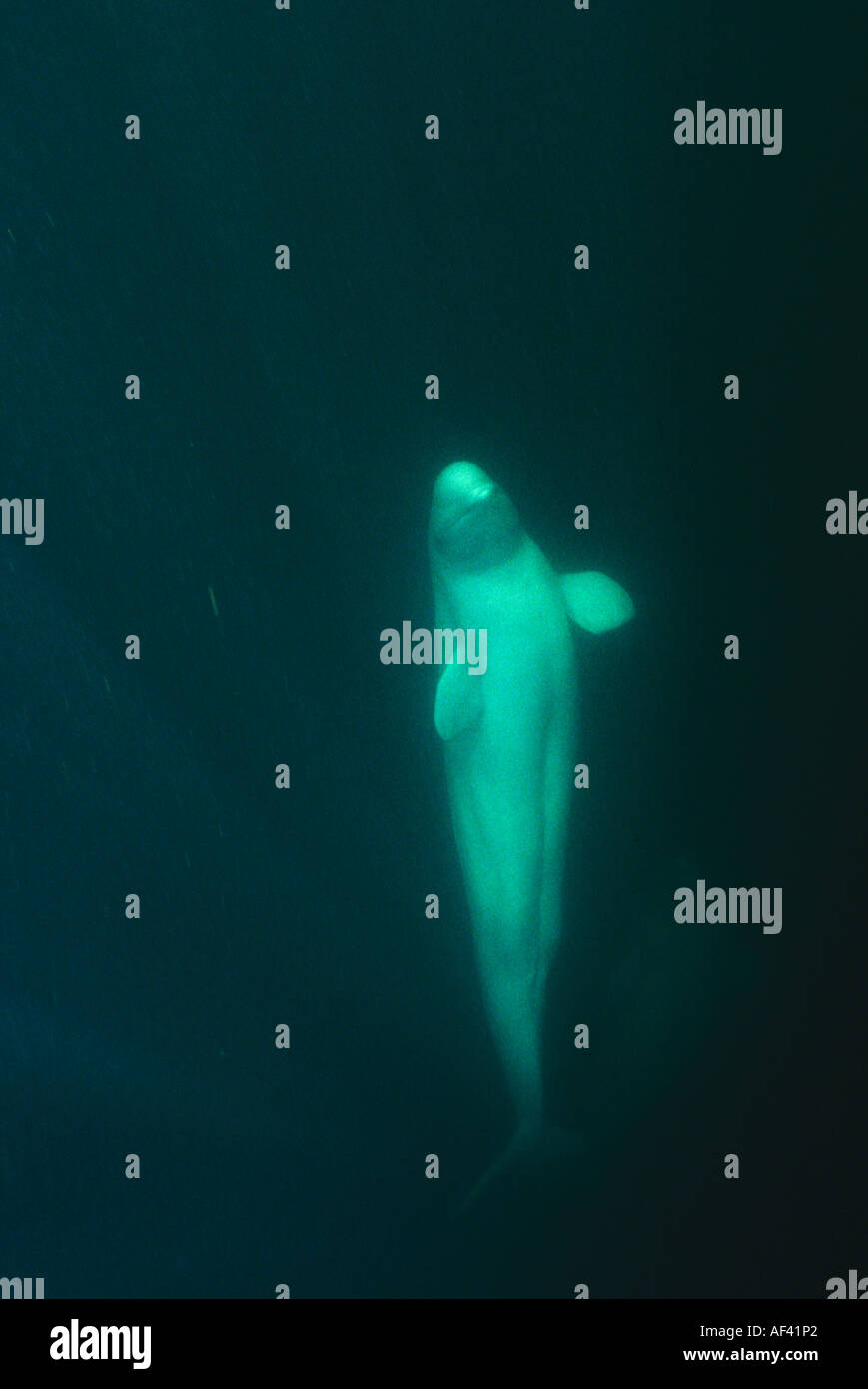 Beluga-Wal oder Meer Kanarische Delphinapterus Leucas Churchill Manitoba und Dichtung Flussgebiet Nordkanada wie andere Zirkumpolare h Stockfoto