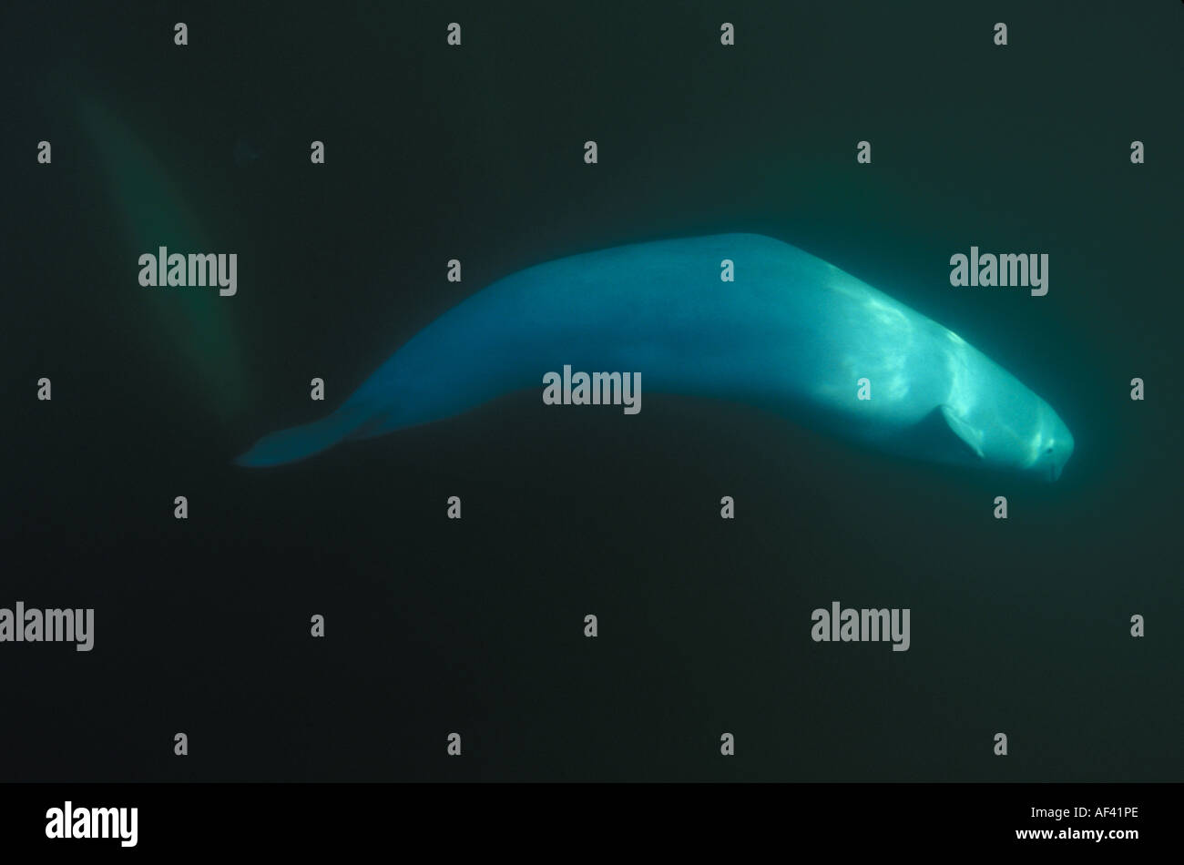 Beluga-Wal oder Meer Kanarische Delphinapterus Leucas Churchill Manitoba und Dichtung Flussgebiet Nordkanada wie andere Zirkumpolare h Stockfoto