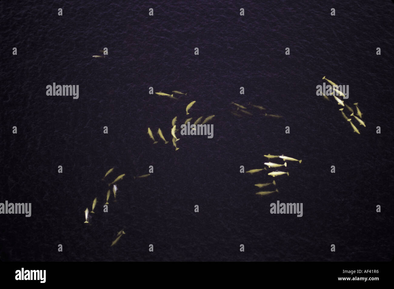 Beluga-Wal oder Meer Kanarische Delphinapterus Leucas Churchill Manitoba und Dichtung Flussgebiet Nordkanada wie andere Zirkumpolare h Stockfoto