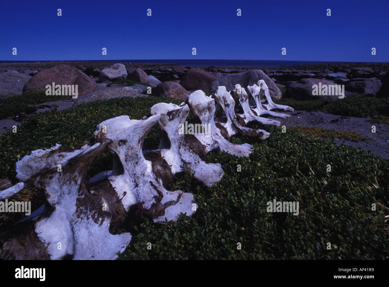 Beluga-Wal oder Meer Kanarische Delphinapterus Leucas Churchill Manitoba und Dichtung Flussgebiet Nordkanada wie andere Zirkumpolare h Stockfoto