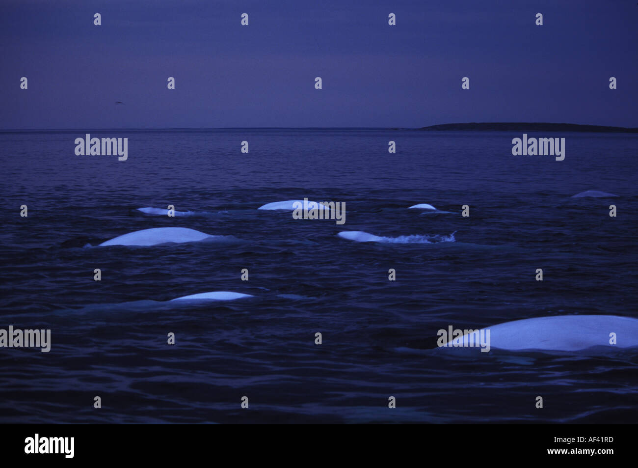 Beluga-Wal oder Meer Kanarische Delphinapterus Leucas Churchill Manitoba und Dichtung Flussgebiet Nordkanada wie andere Zirkumpolare h Stockfoto