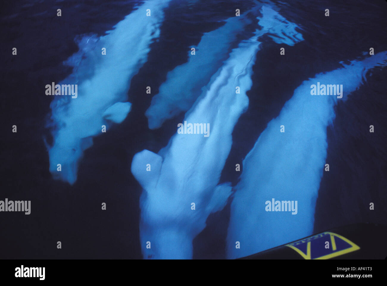 Beluga-Wal oder Meer Kanarische Delphinapterus Leucas Churchill Manitoba und Dichtung Flussgebiet Nordkanada wie andere Zirkumpolare h Stockfoto