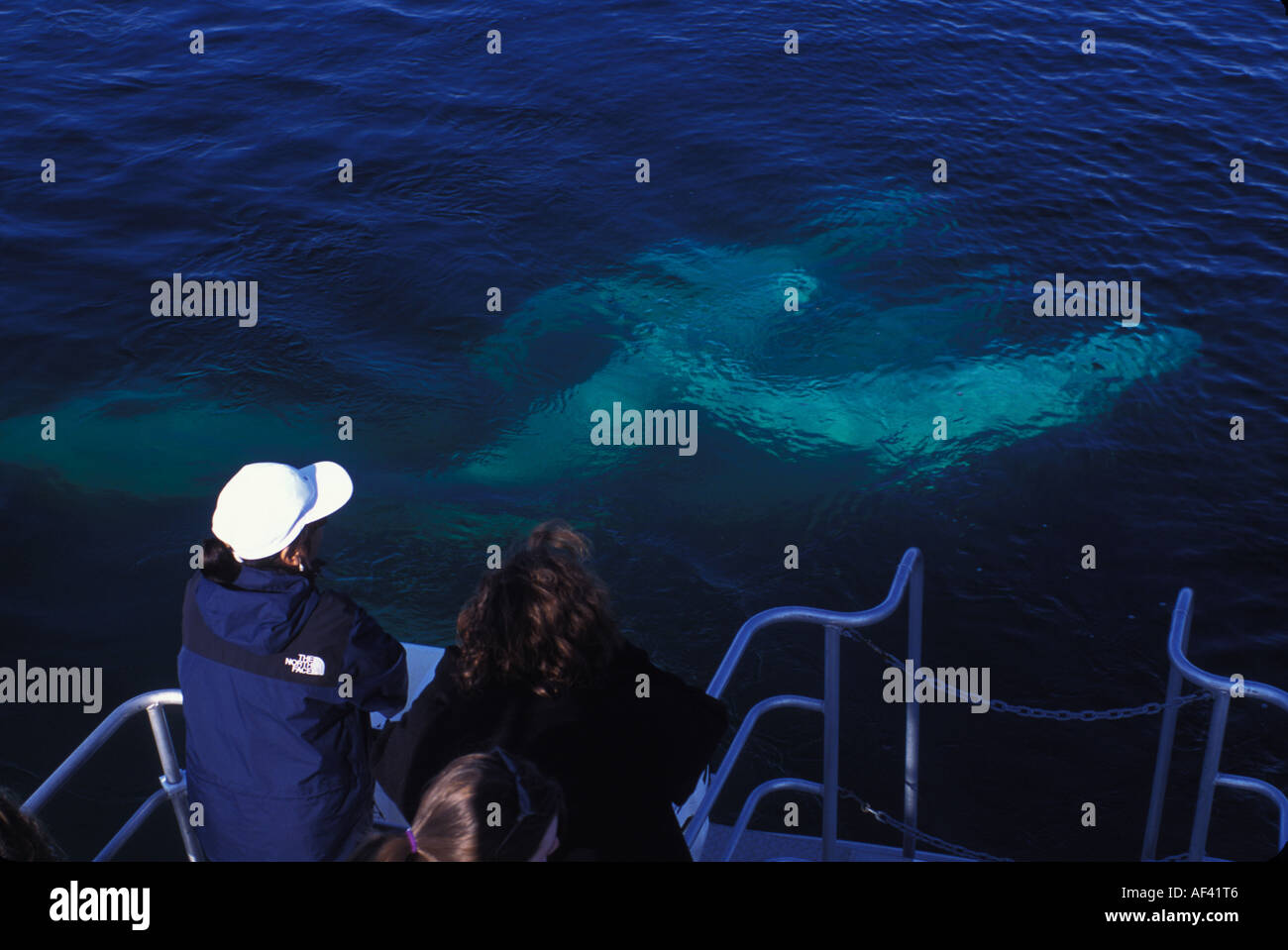 Beluga-Wal oder Meer Kanarische Delphinapterus Leucas Churchill Manitoba und Dichtung Flussgebiet Nordkanada wie andere Zirkumpolare h Stockfoto