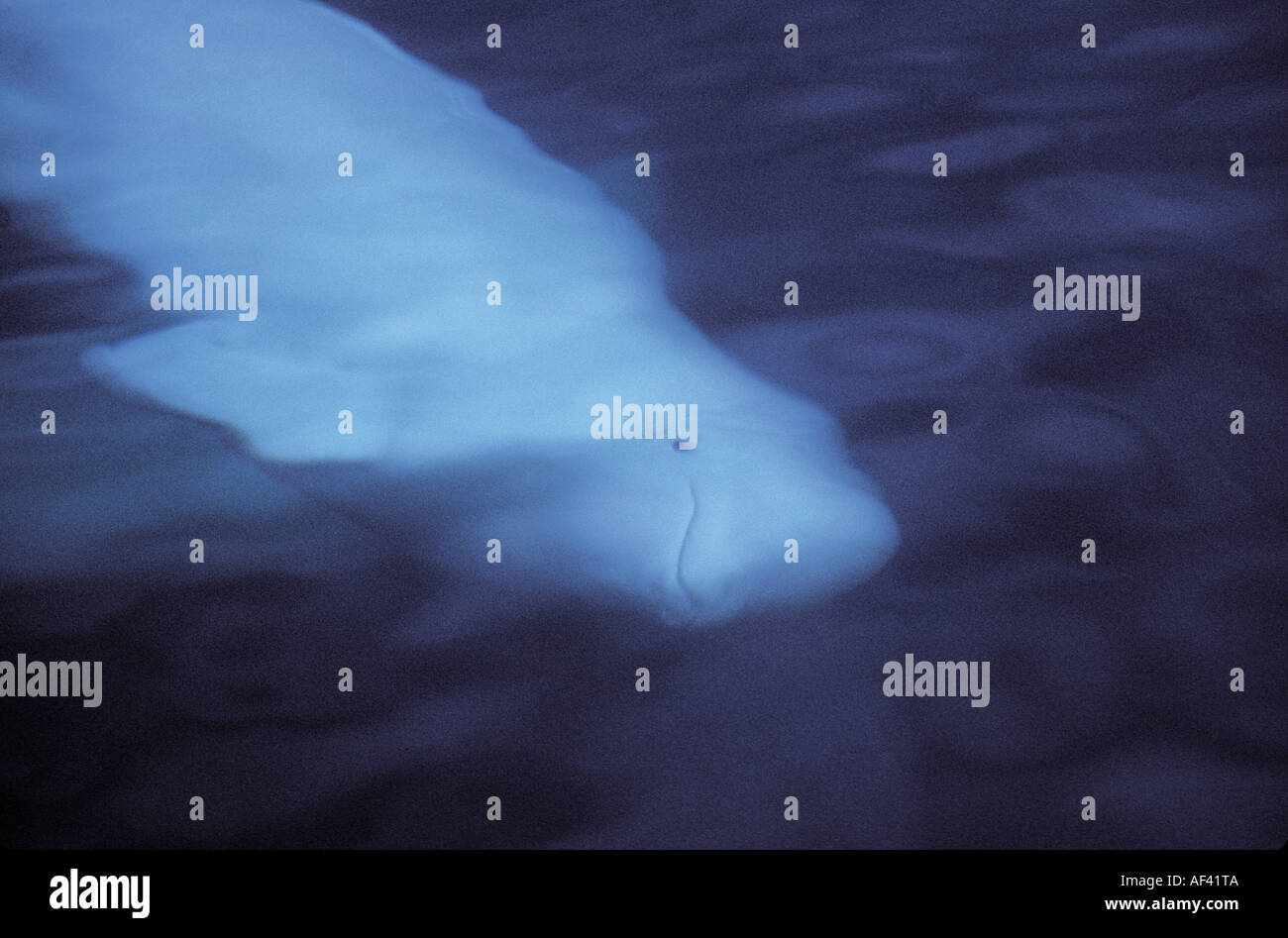 Beluga-Wal oder Meer Kanarische Delphinapterus Leucas Churchill Manitoba und Dichtung Flussgebiet Nordkanada wie andere Zirkumpolare h Stockfoto