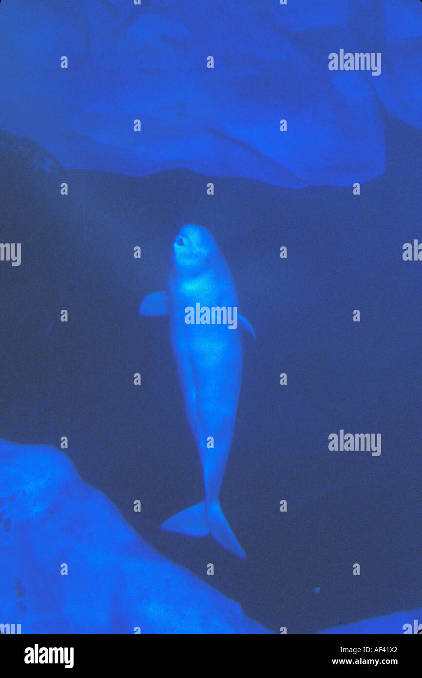 Beluga-Wal oder Meer Kanarische Delphinapterus Leucas Churchill Manitoba und Dichtung Flussgebiet Nordkanada wie andere Zirkumpolare h Stockfoto