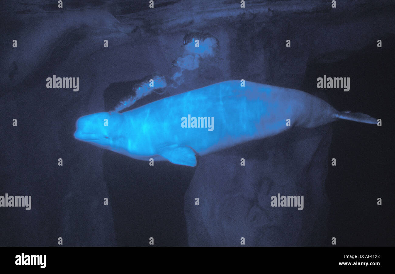 Beluga-Wal oder Meer Kanarische Delphinapterus Leucas Churchill Manitoba und Dichtung Flussgebiet Nordkanada wie andere Zirkumpolare h Stockfoto