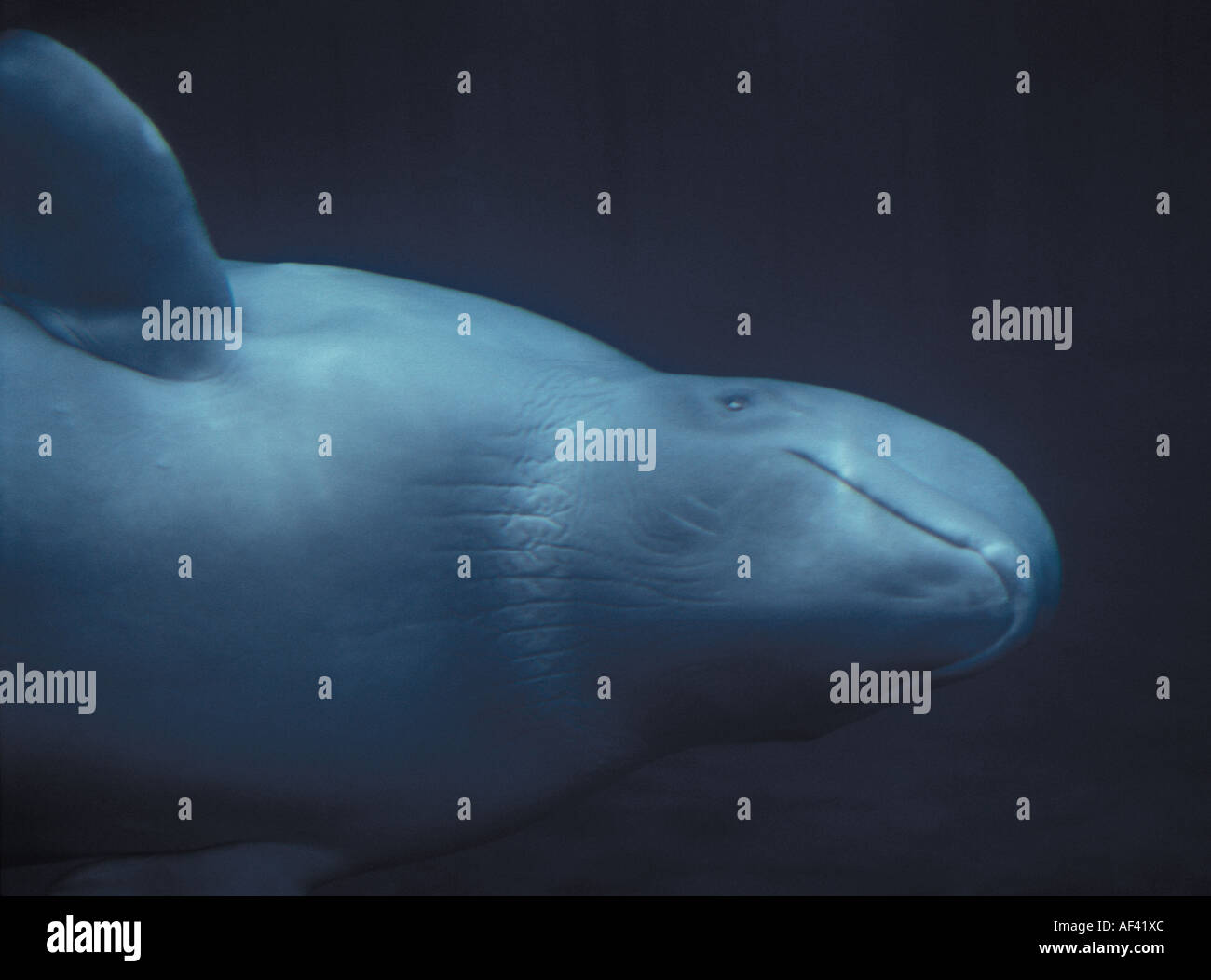 Beluga-Wal oder Meer Kanarische Delphinapterus Leucas Churchill Manitoba und Dichtung Flussgebiet Nordkanada wie andere Zirkumpolare h Stockfoto