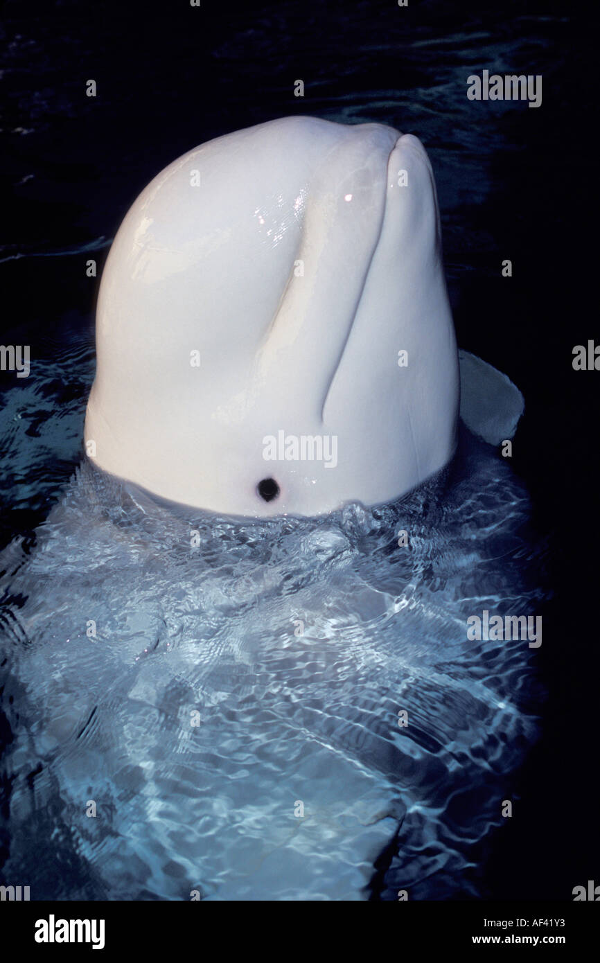 Beluga-Wal oder Meer Kanarische Delphinapterus Leucas Churchill Manitoba und Dichtung Flussgebiet Nordkanada wie andere Zirkumpolare h Stockfoto