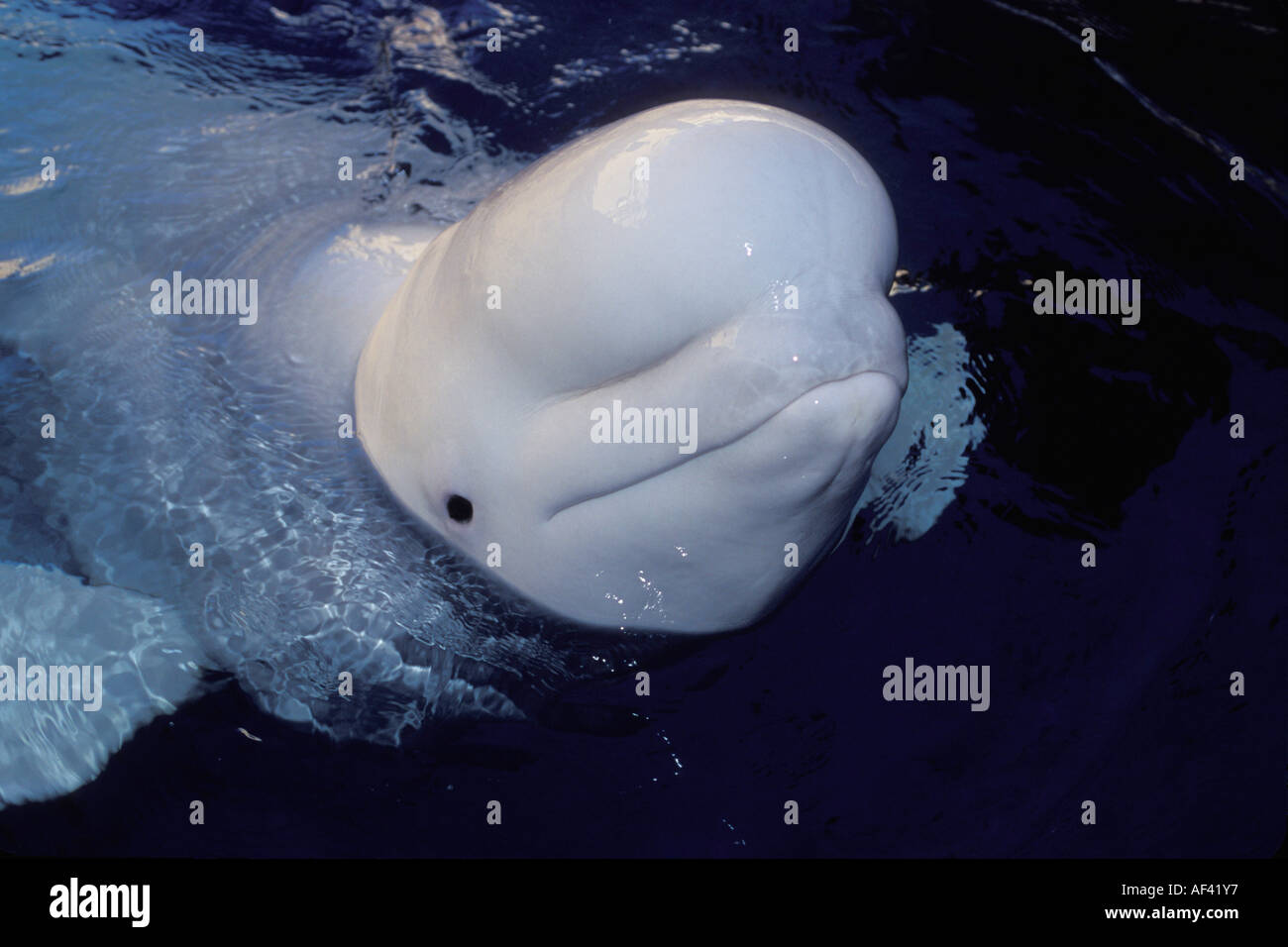 Beluga-Wal oder Meer Kanarische Delphinapterus Leucas Churchill Manitoba und Dichtung Flussgebiet Nordkanada wie andere Zirkumpolare h Stockfoto