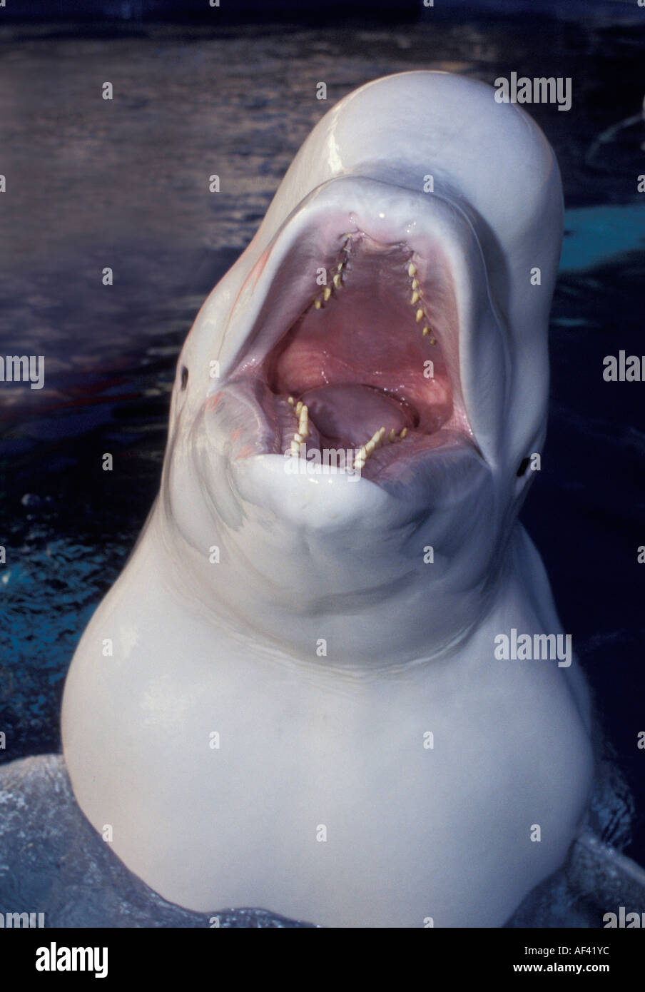 Beluga-Wal oder Meer Kanarische Delphinapterus Leucas Churchill Manitoba und Dichtung Flussgebiet Nordkanada wie andere Zirkumpolare h Stockfoto
