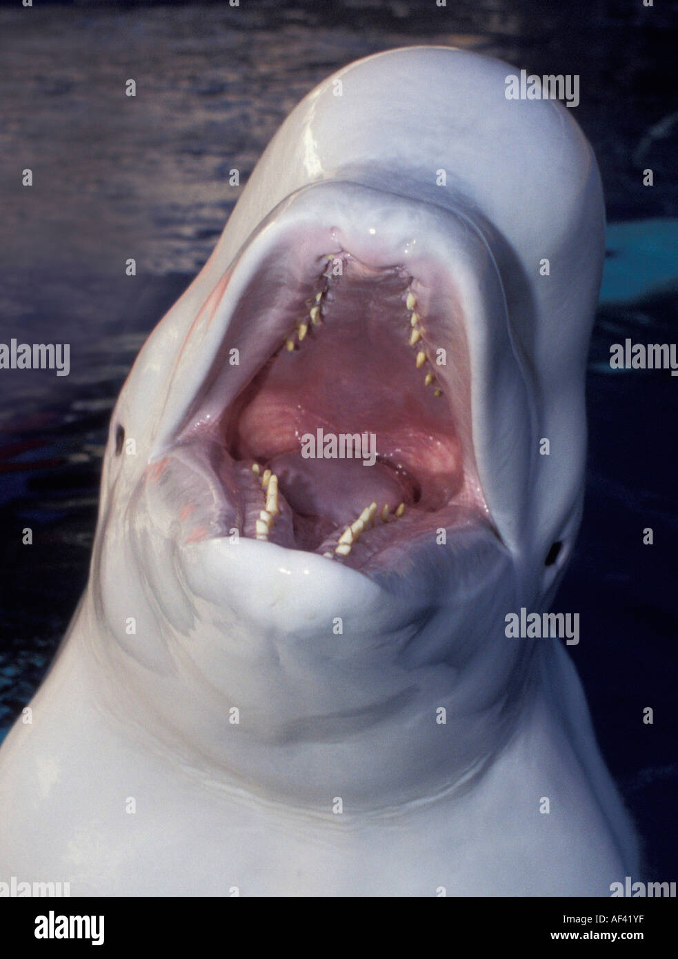 Beluga-Wal oder Meer Kanarische Delphinapterus Leucas Churchill Manitoba und Dichtung Flussgebiet Nordkanada wie andere Zirkumpolare h Stockfoto