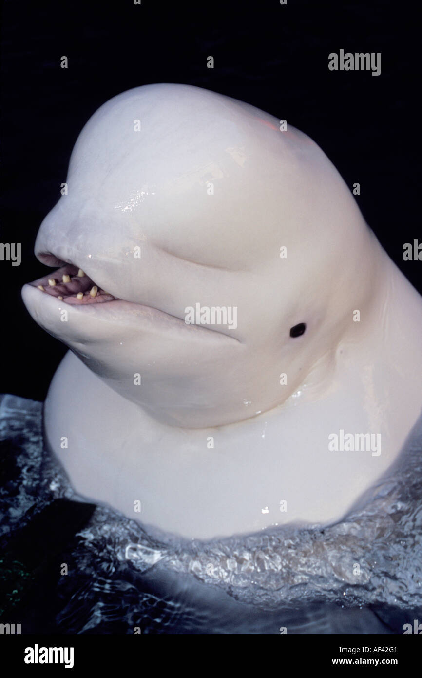 Beluga-Wal oder Meer Kanarische Delphinapterus Leucas Churchill Manitoba und Dichtung Flussgebiet Nordkanada wie andere Zirkumpolare h Stockfoto