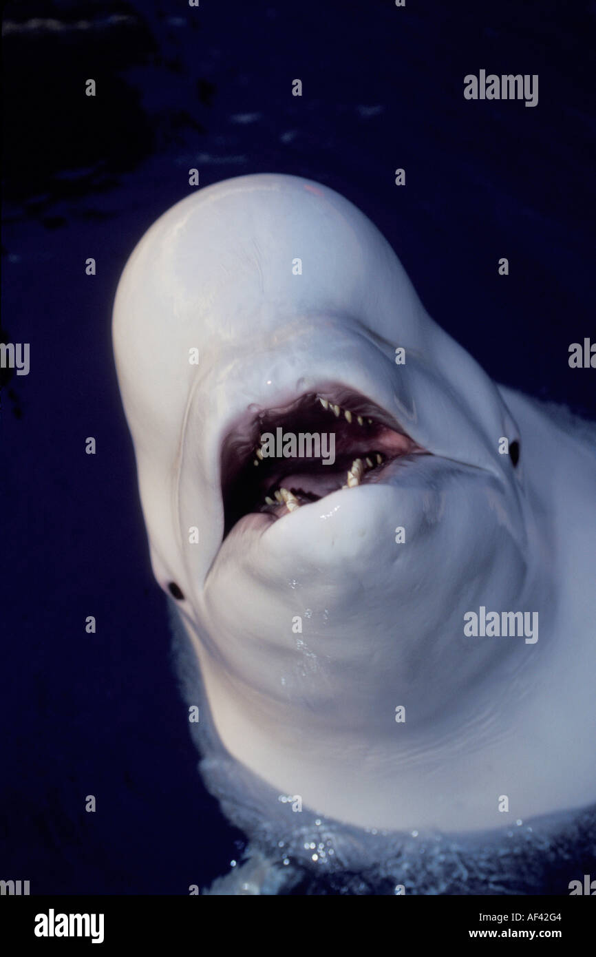 Beluga-Wal oder Meer Kanarische Delphinapterus Leucas Churchill Manitoba und Dichtung Flussgebiet Nordkanada wie andere Zirkumpolare h Stockfoto