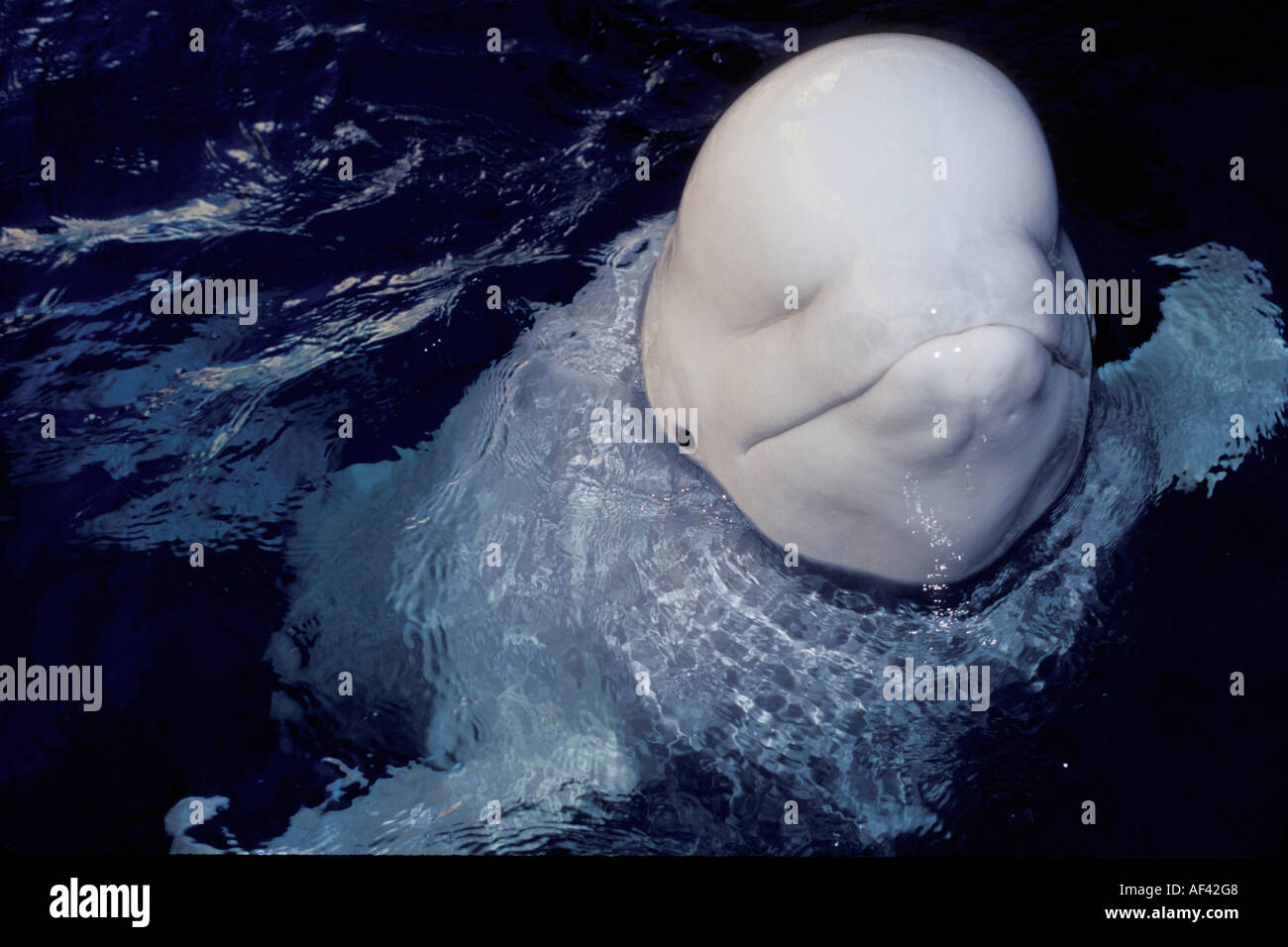 Beluga-Wal oder Meer Kanarische Delphinapterus Leucas Churchill Manitoba und Dichtung Flussgebiet Nordkanada wie andere Zirkumpolare h Stockfoto