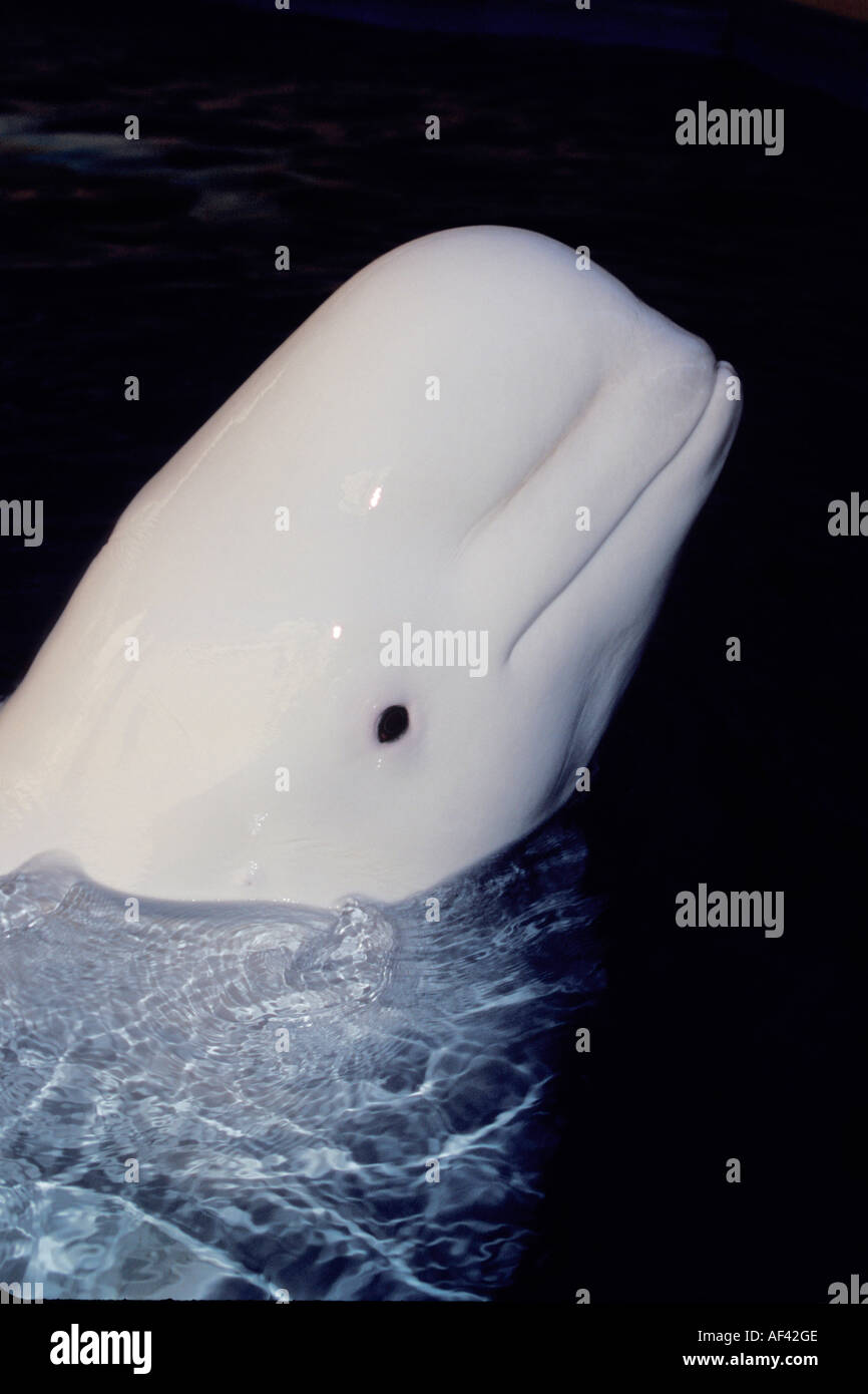 Beluga-Wal oder Meer Kanarische Delphinapterus Leucas wie andere Zirkumpolare Einwohner wie die Eisbären die Belugas, bekannt für Stockfoto