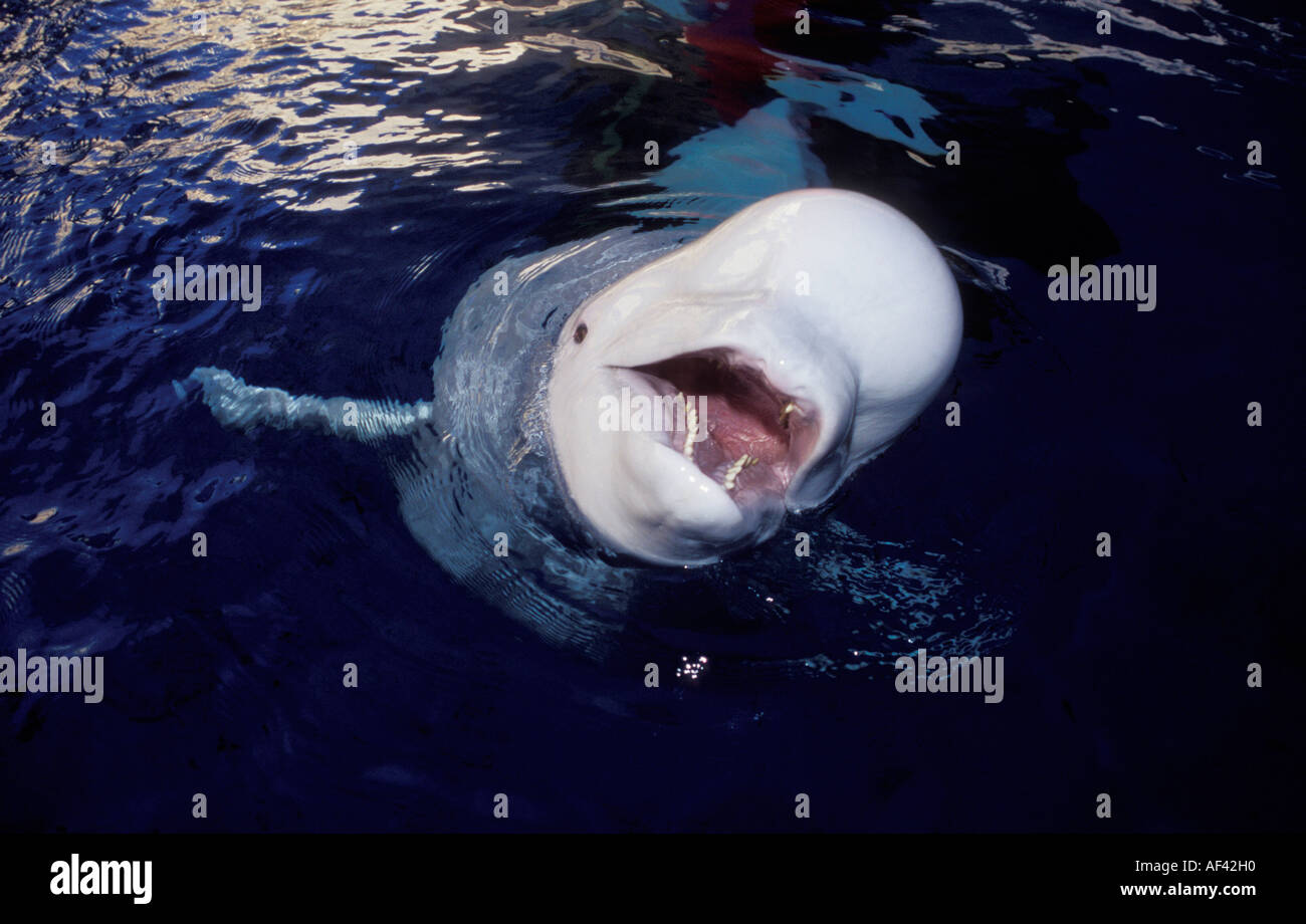 Beluga-Wal oder Meer Kanarische Delphinapterus Leucas wie andere Zirkumpolare Einwohner wie die Eisbären die Belugas, bekannt für Stockfoto