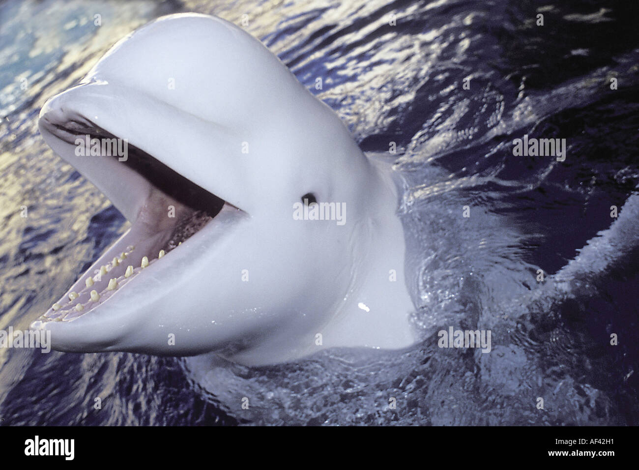 Beluga-Wal oder Meer Kanarische Delphinapterus Leucas wie andere Zirkumpolare Einwohner wie die Eisbären die Belugas, bekannt für Stockfoto