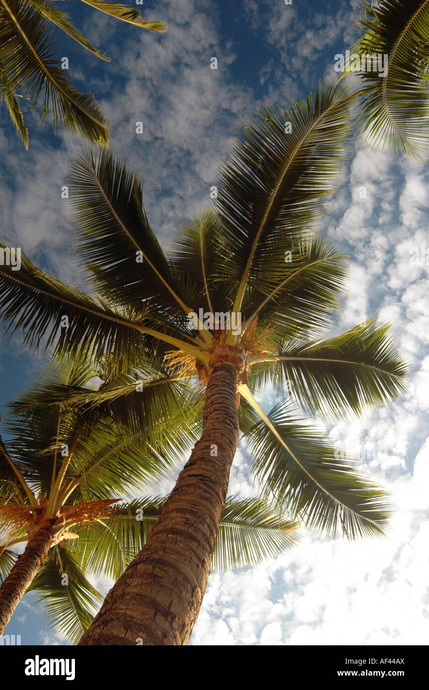 Die Unterseite der Palmen in Maui, Hawaii. Stockfoto