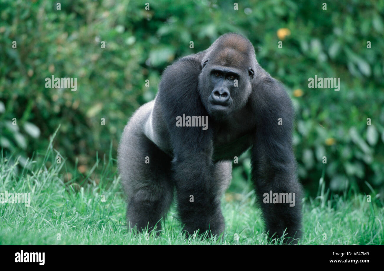 Westlichen Gorilla, Silberrücken / (Gorilla Gorilla Gorilla) Stockfoto