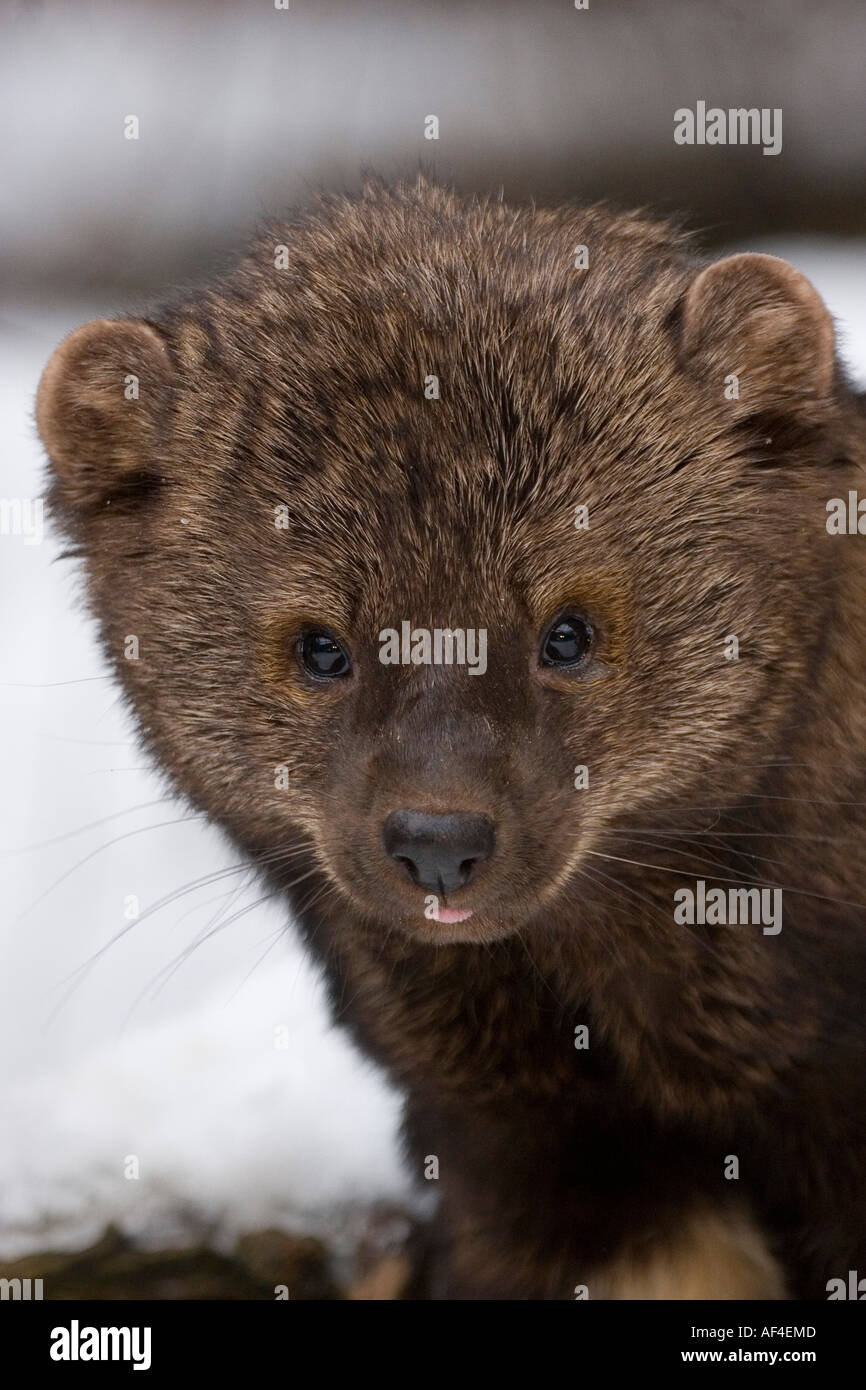 Lustiger marder Fotos und Bildmaterial in hoher Auflösung Alamy