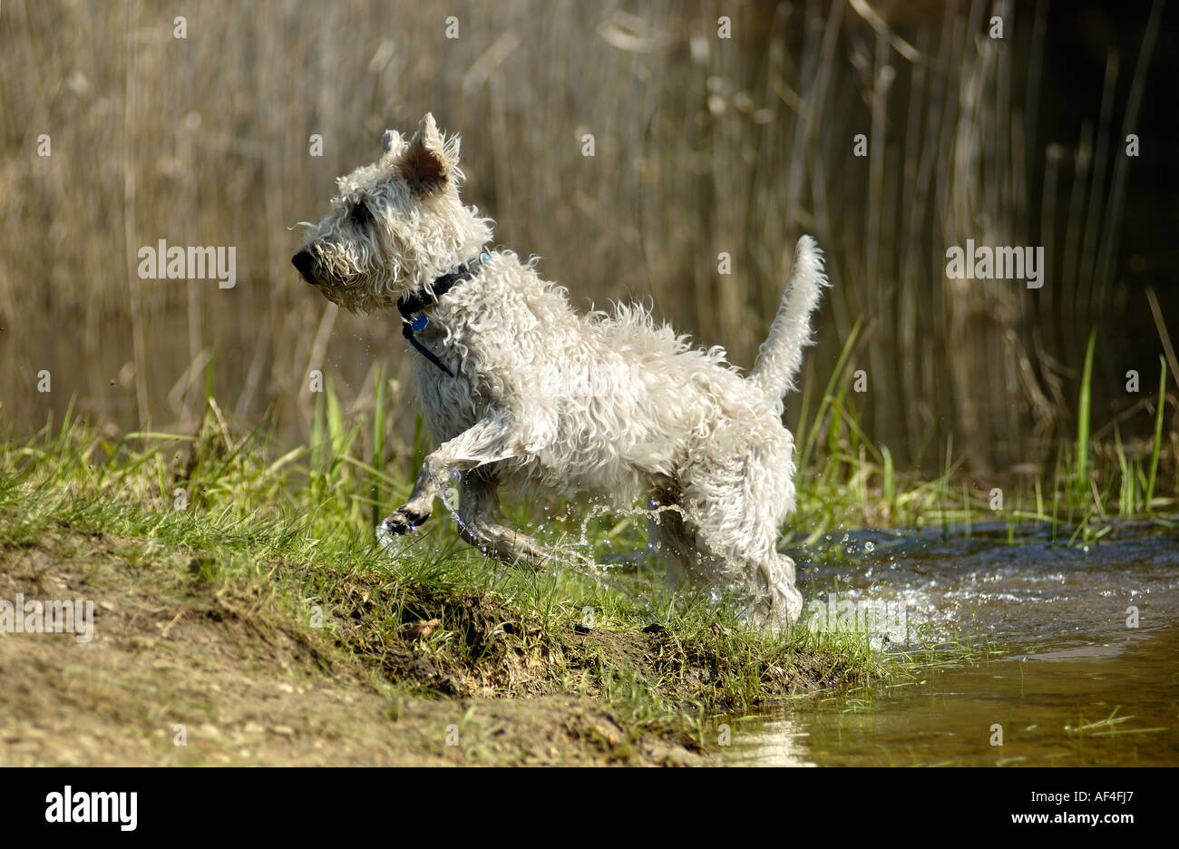 Pudel Mischling springen auf einem Teichrand Stockfoto