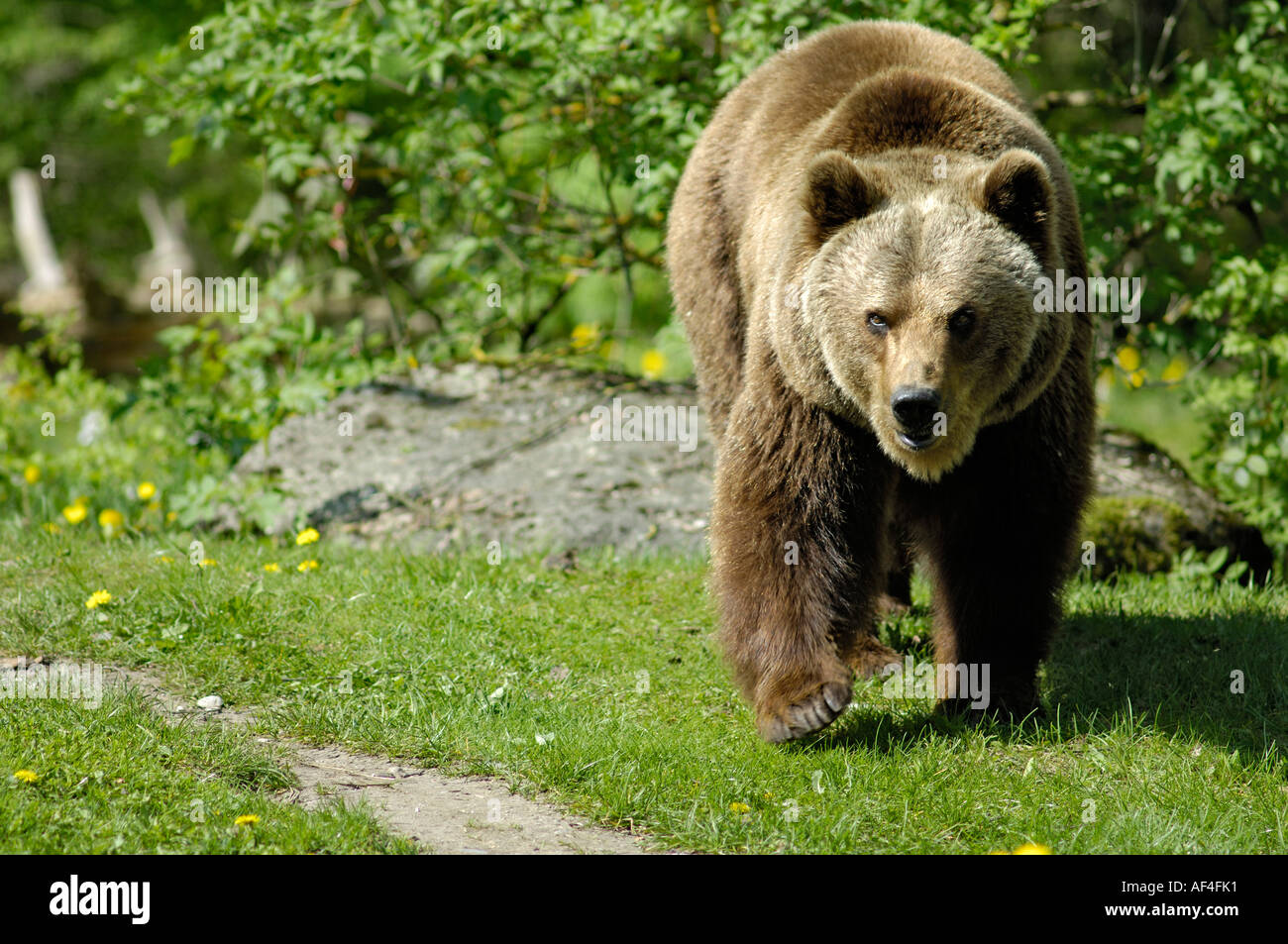 Europäischer Braunbär (Ursus Arctos), Zoo Hellabrunn, München, Bayern, Deutschland Stockfoto