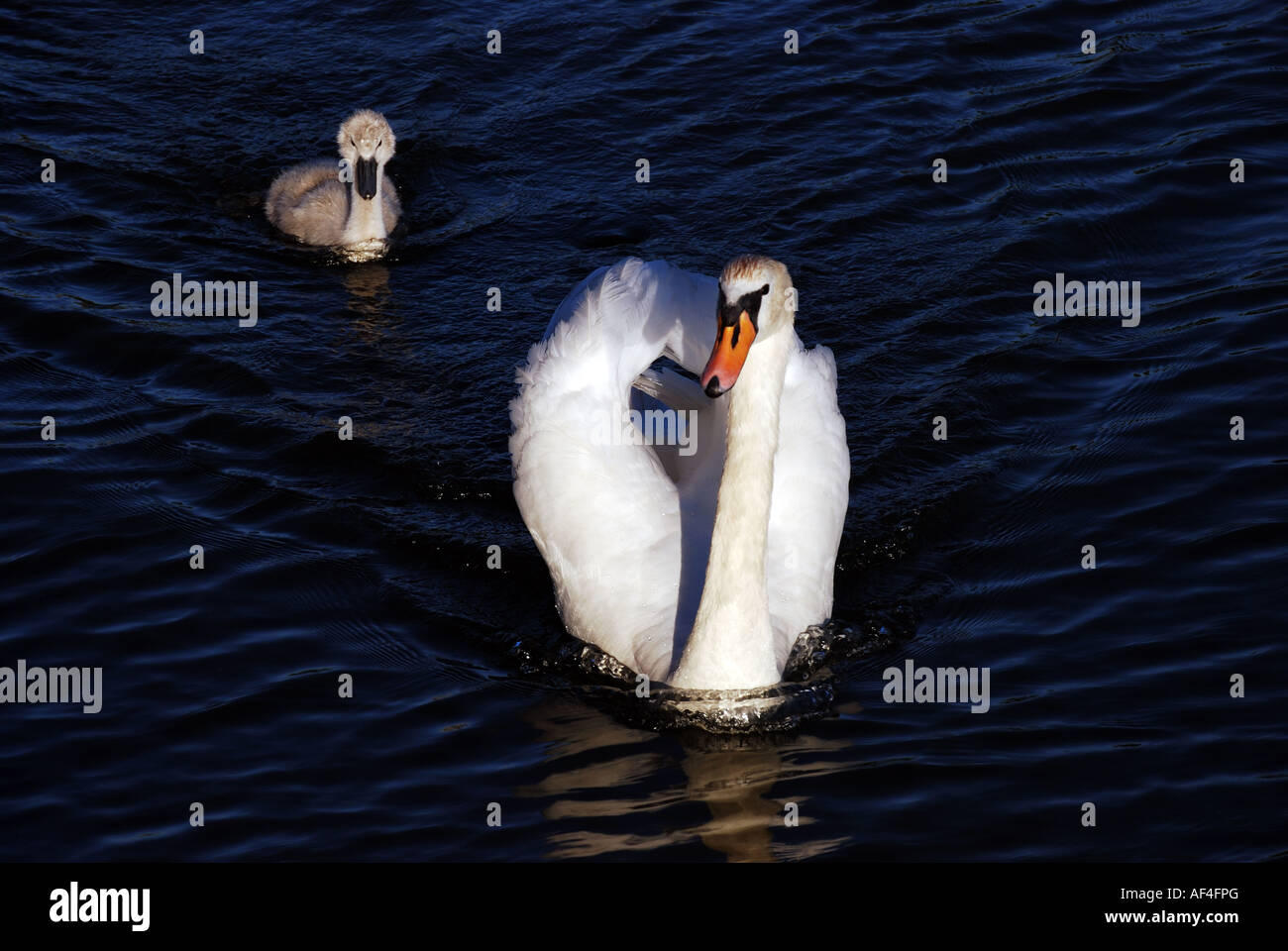 Höckerschwan mit Cygnet auf Themse, Windsor, Berkshire, England, Vereinigtes Königreich Stockfoto