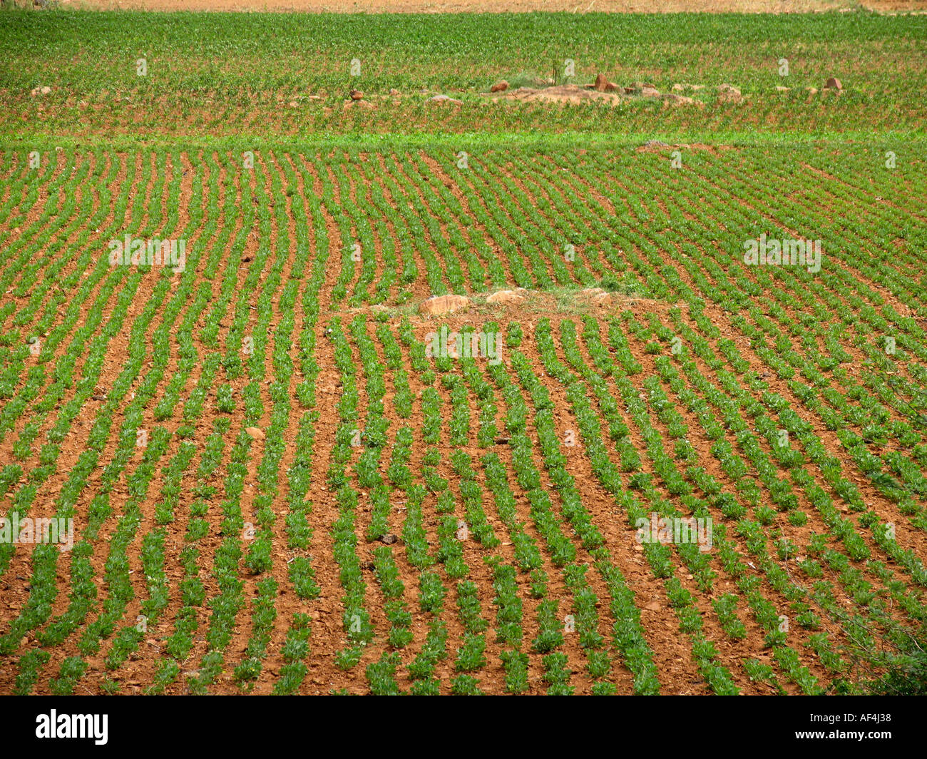 Erdnuß-Feld in Raichur. Karnataka, Indien Stockfoto