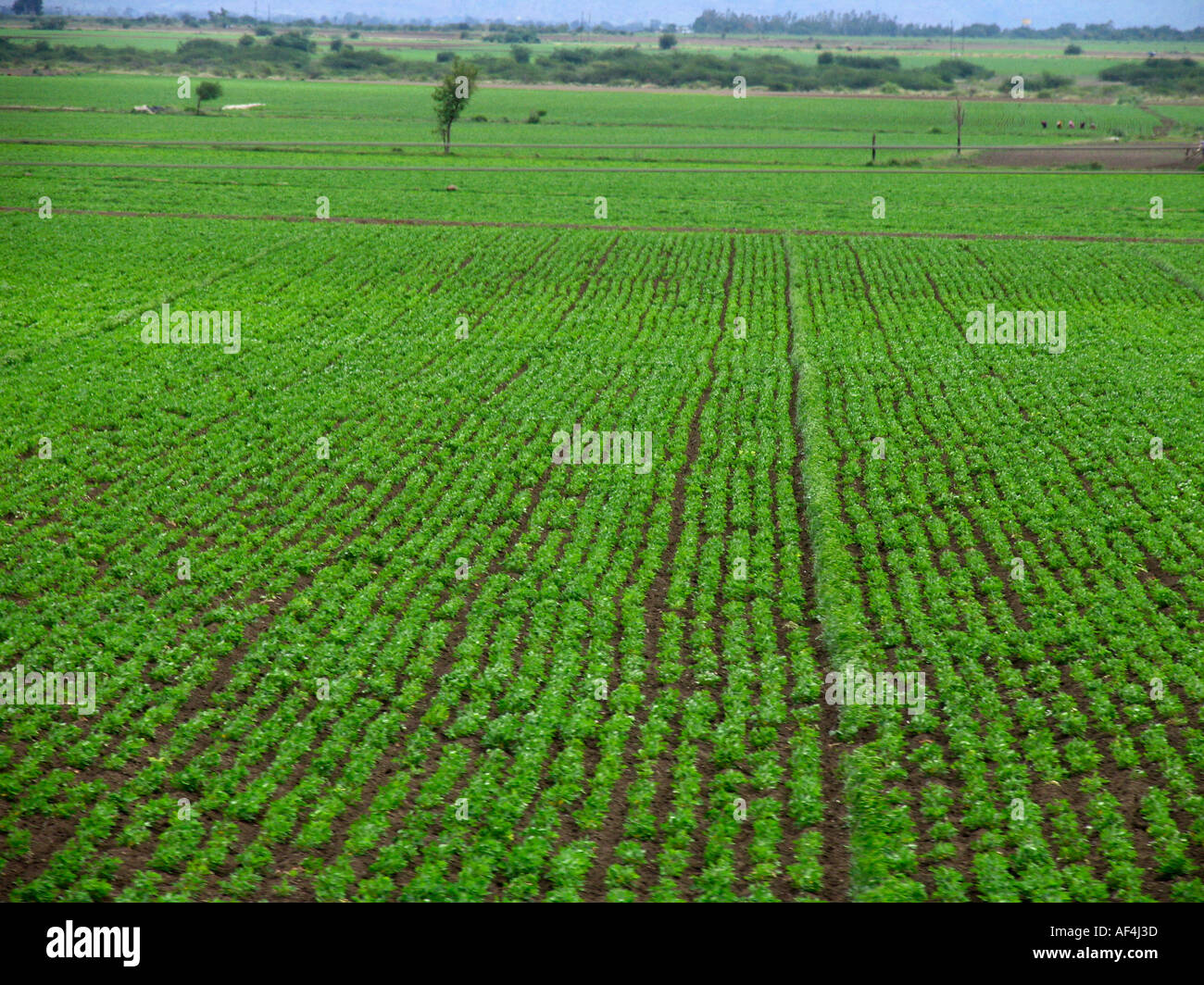 Erdnuß-Felder in Karnataka, Indien Stockfoto