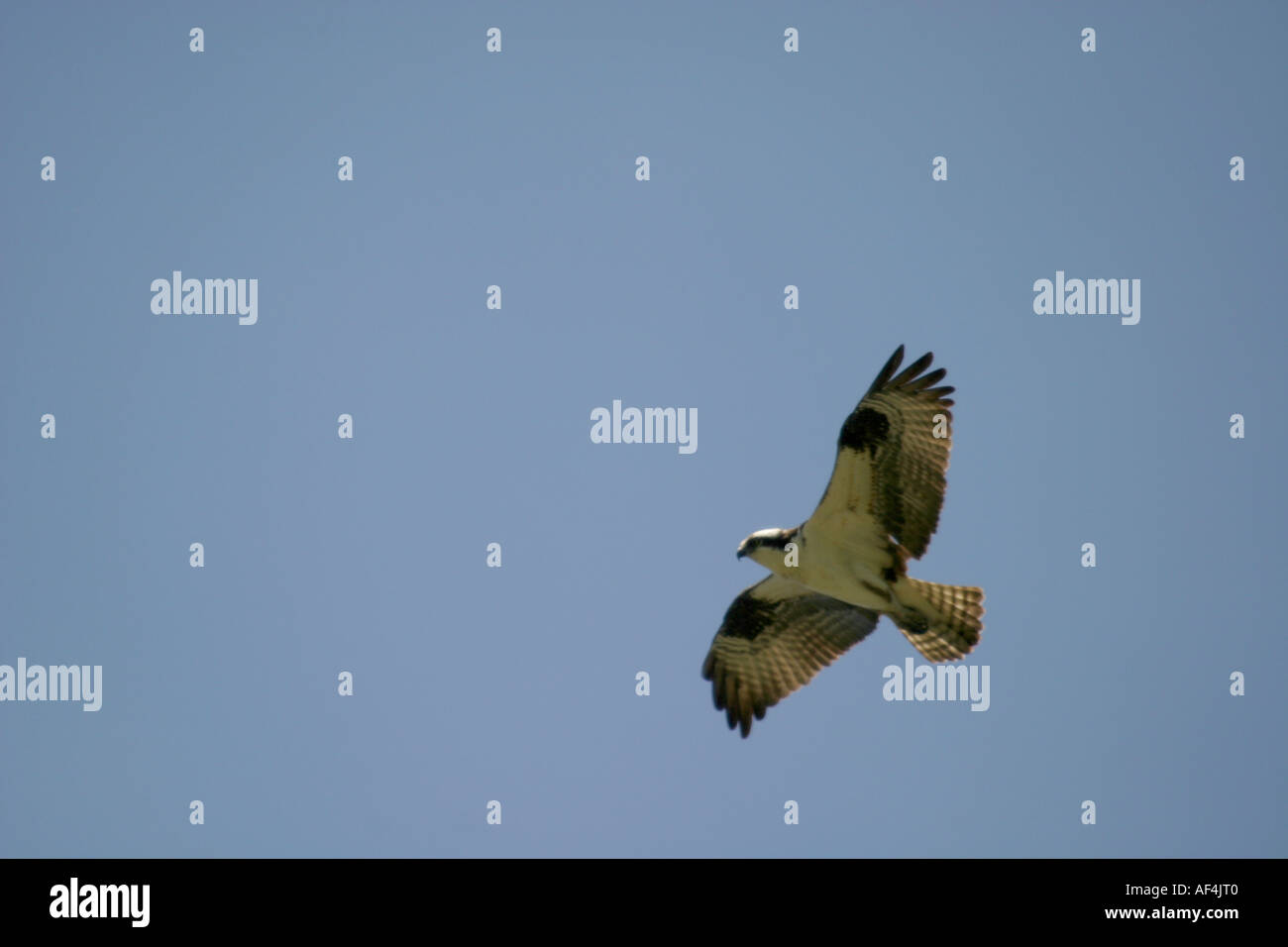 Vögel von Nordamerika, Kanada, Fischadler Pandion haliaetus Stockfoto