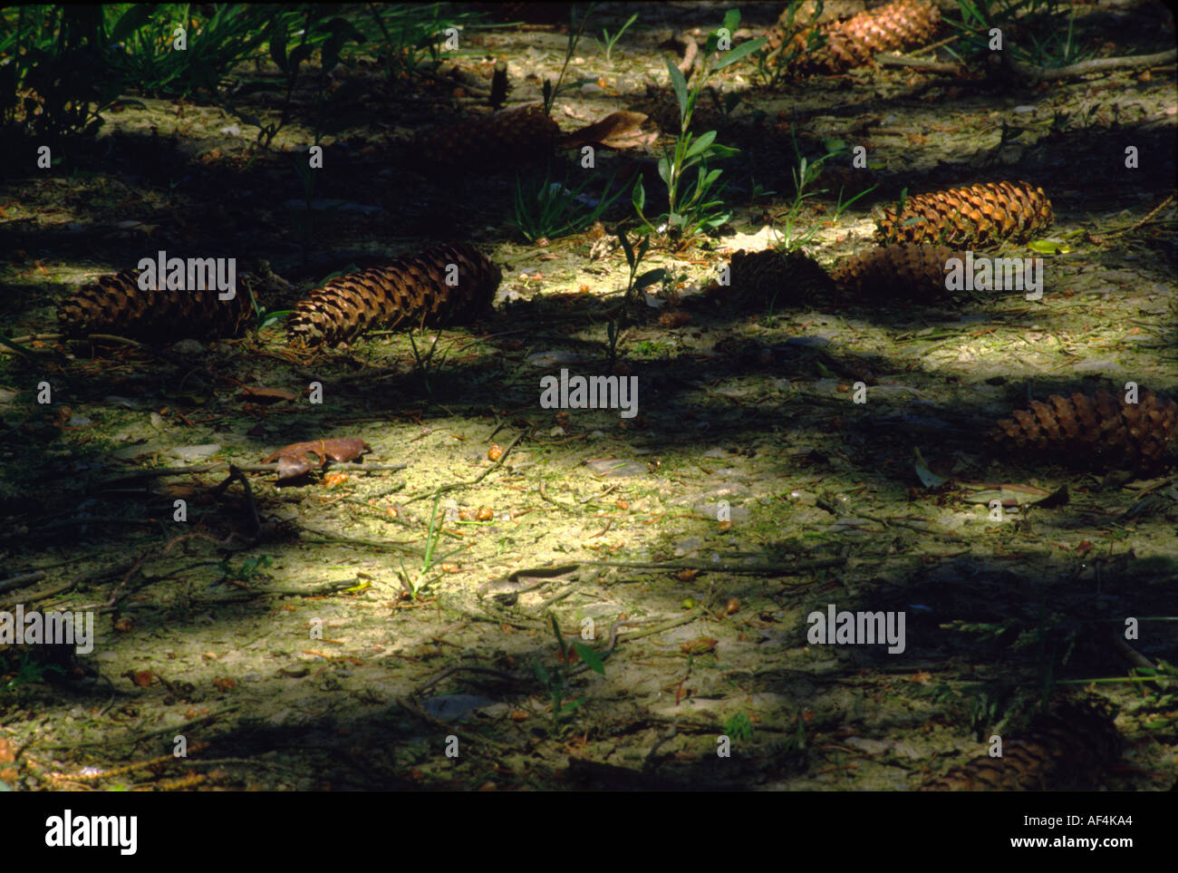 Tannenzapfen auf Waldboden in Grafschaft Kilkenny Irland Stockfoto