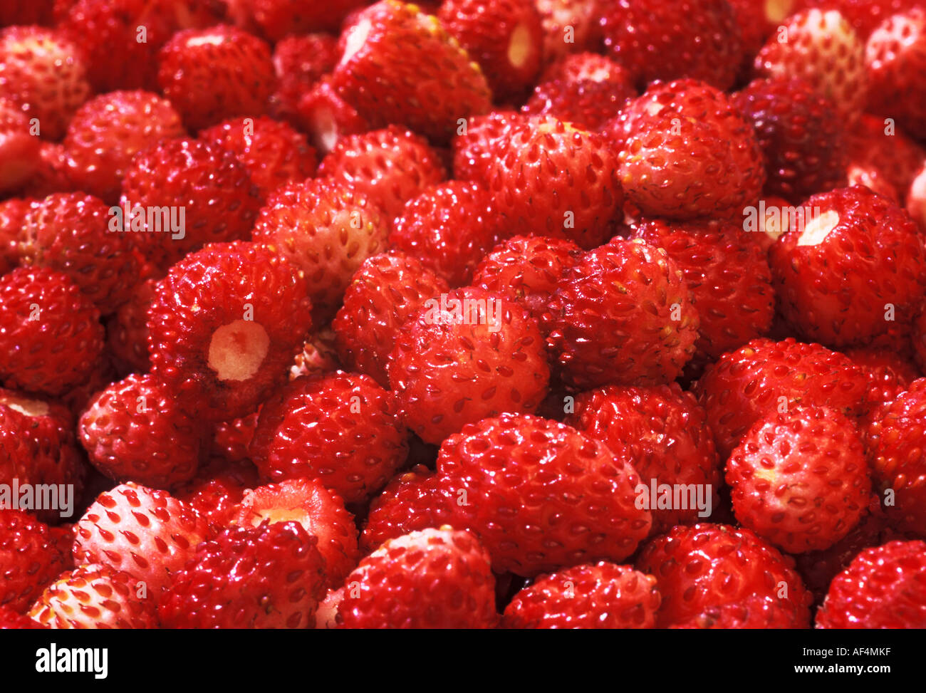 Reife rote Walderdbeeren Stockfoto