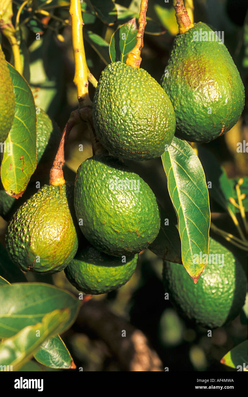 Avocados auf La Palma Stockfoto