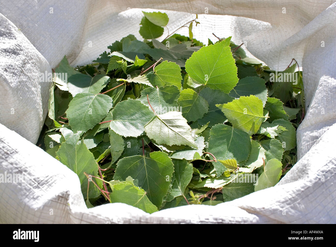 Frühe Birke Blätter im Frühling gesammelt für Weleda Stockfoto