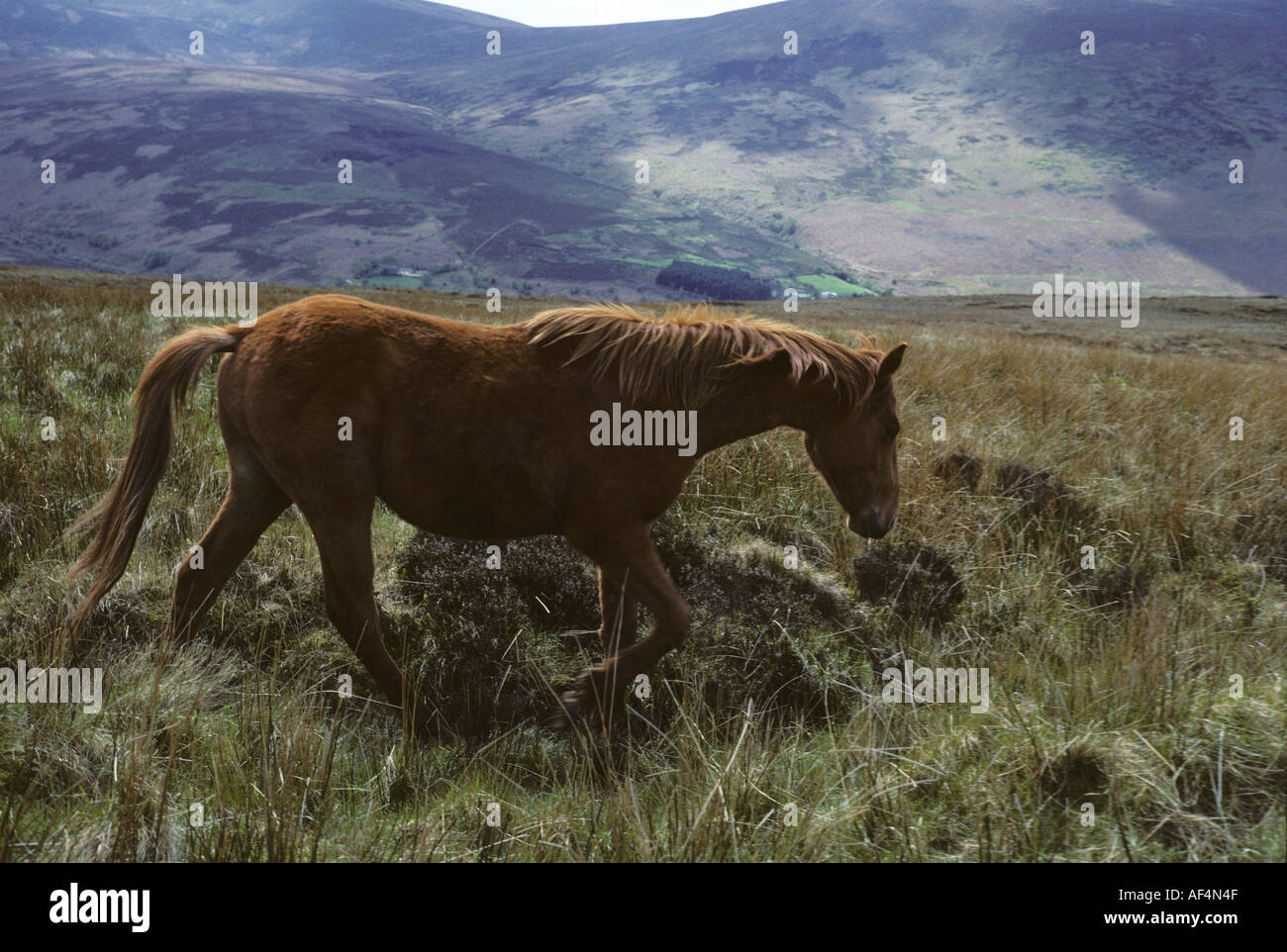 Wildpferde in Irland Wicklow Mountains Stockfoto