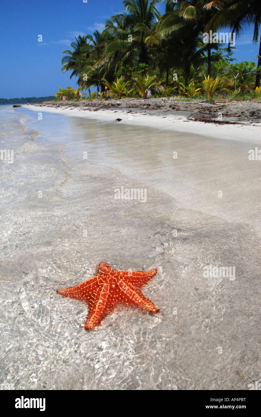 Seestern in einem Bocas del Drago-Strand. Isla Colon. Archipel Bocas del Toro. Panama Stockfoto