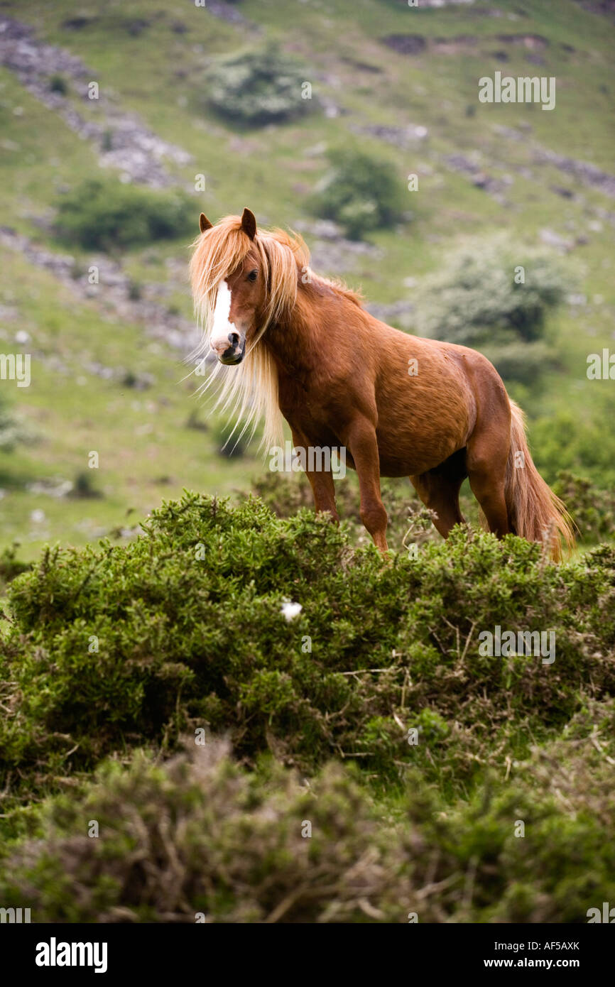 Welsh Mountain Pony in das Tal der Ewyas Brecon Beacons Nationalpark Powys Wales Stockfoto