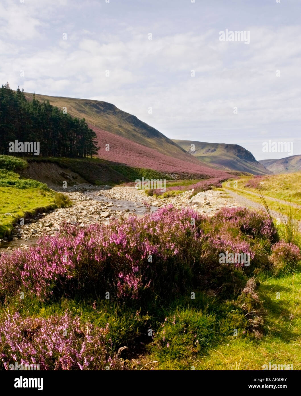 Ein Blick nach unten zum Ende des Glen Lethnot. Stockfoto